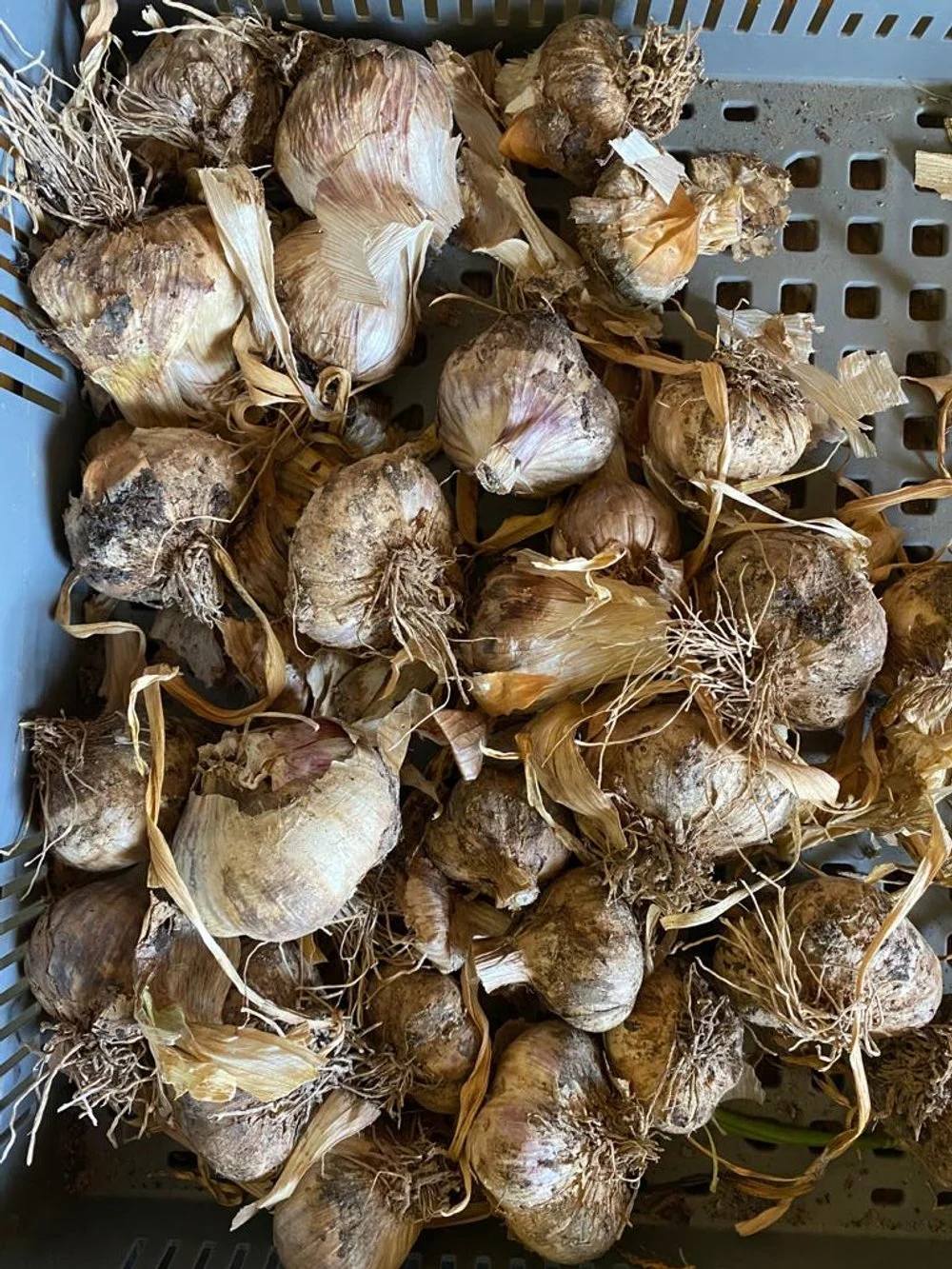 potagers-l-ascanne-st-ouen-marchefroy-houdan (21).jpeg