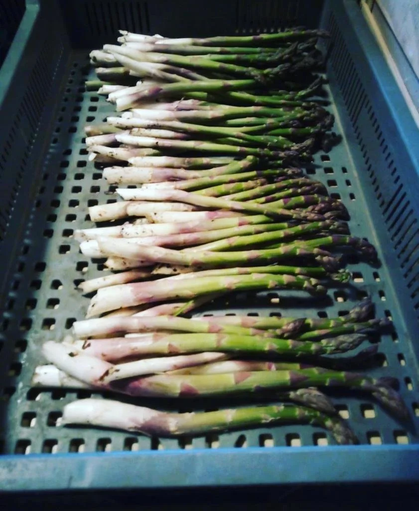 potagers-l-ascanne-vente-ferme-bio-anet-houdan (16).jpeg
