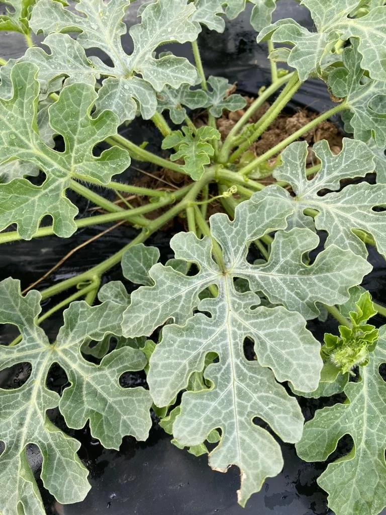 potagers-l-ascanne-st-ouen-marchefroy-houdan (63).jpeg