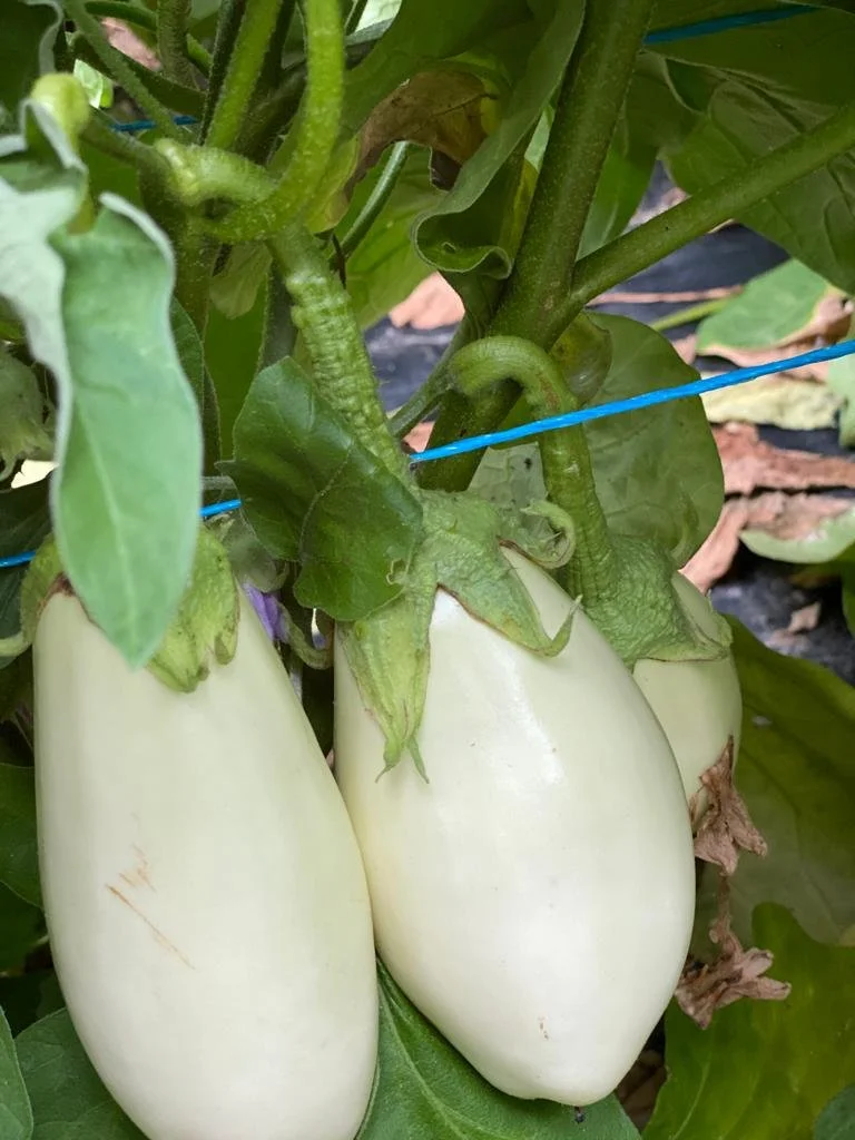 potagers-l-ascanne-st-ouen-marchefroy-houdan (11).jpeg
