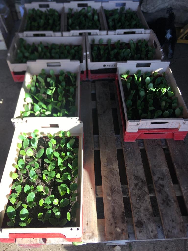 potagers-l-ascanne-st-ouen-marchefroy-houdan (73).jpeg