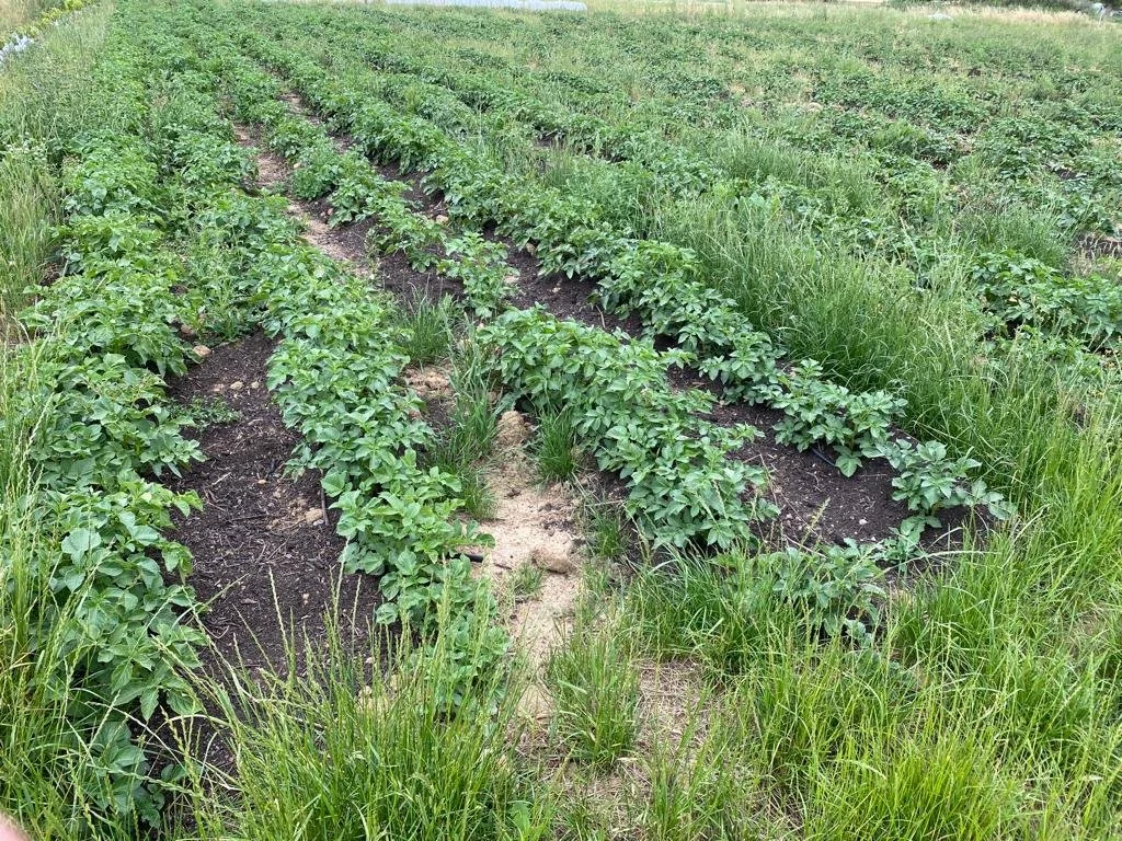 potagers-l-ascanne-st-ouen-marchefroy-houdan (56).jpeg