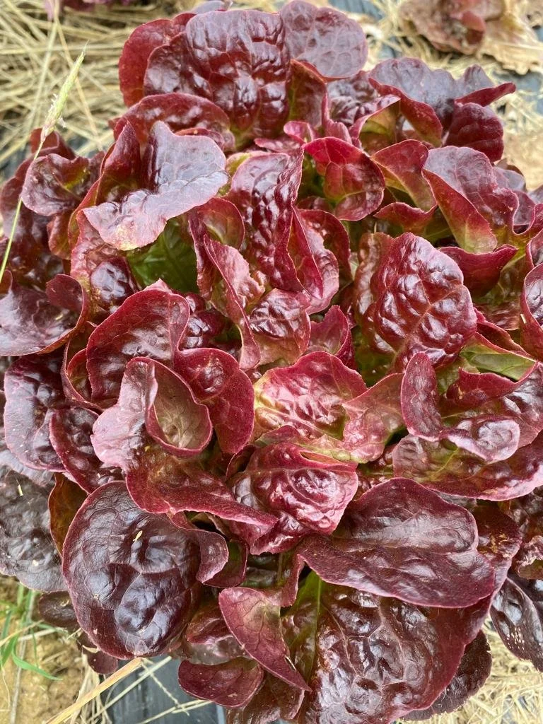 potagers-l-ascanne-st-ouen-marchefroy-houdan (69).jpeg