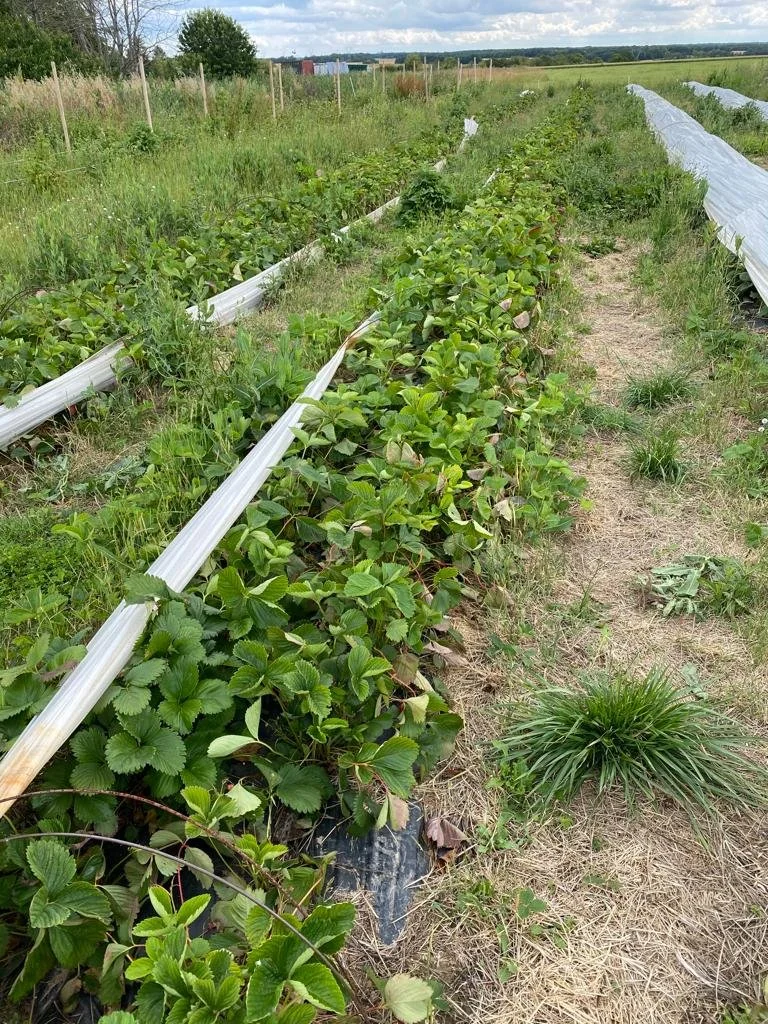 potagers-l-ascanne-st-ouen-marchefroy-houdan (54).jpeg