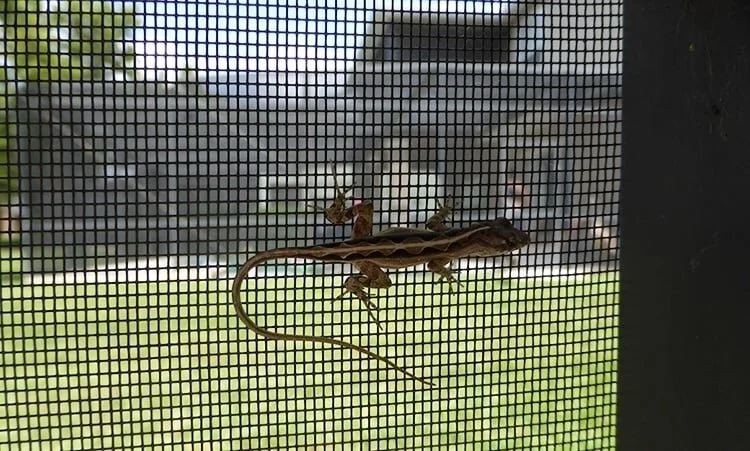 firfirsle på nettingvegg