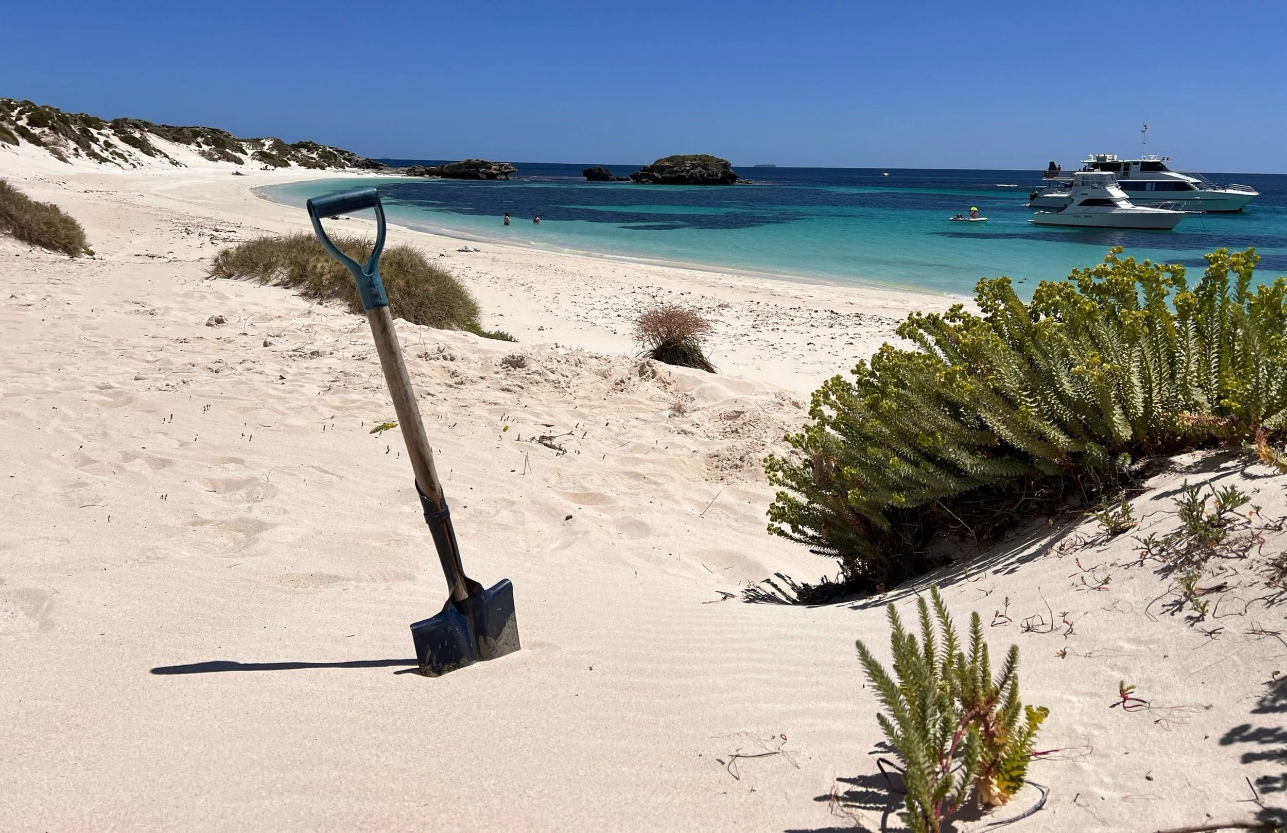 Doubling down on Sea Spurge