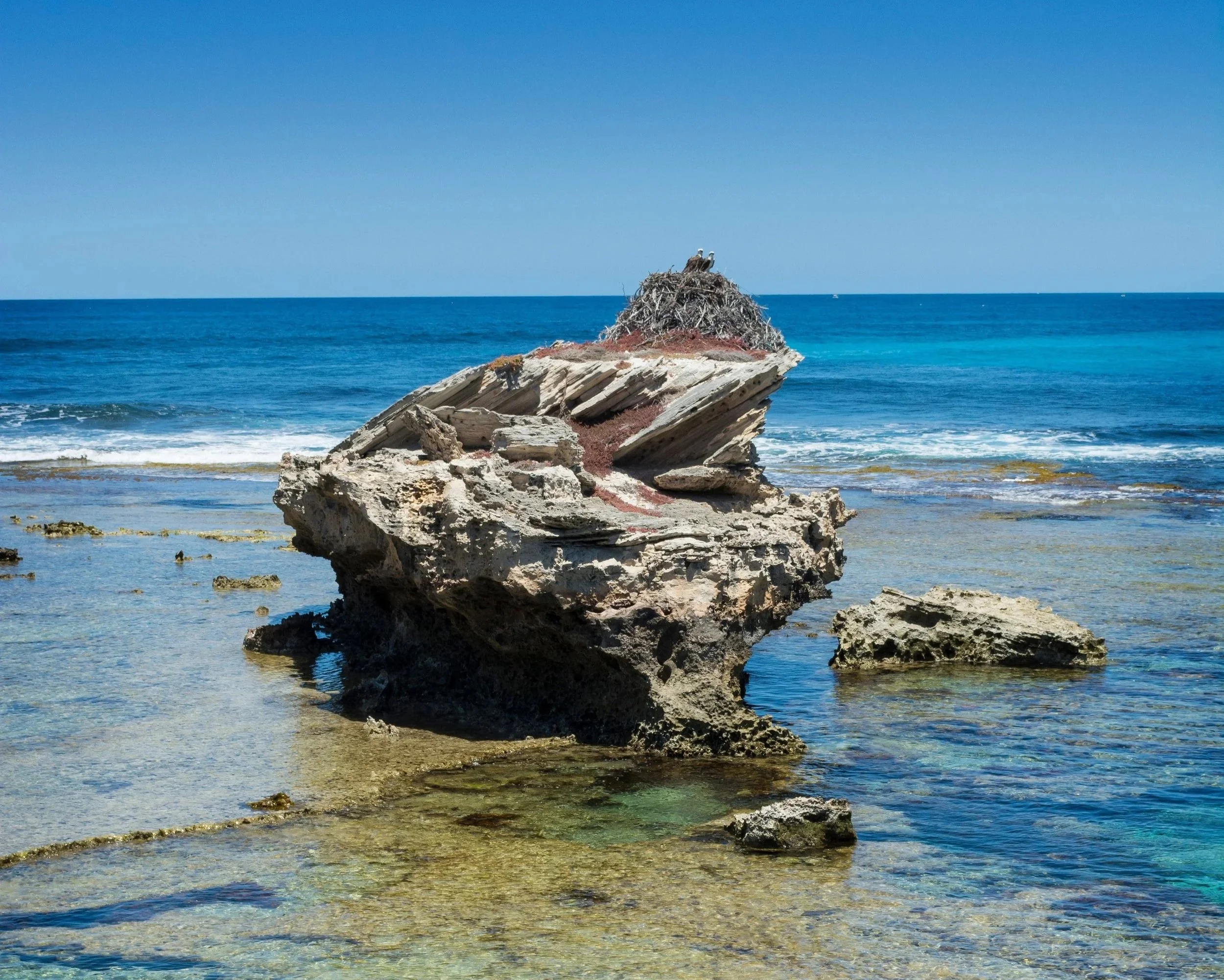 Rottnest Wildlife Research