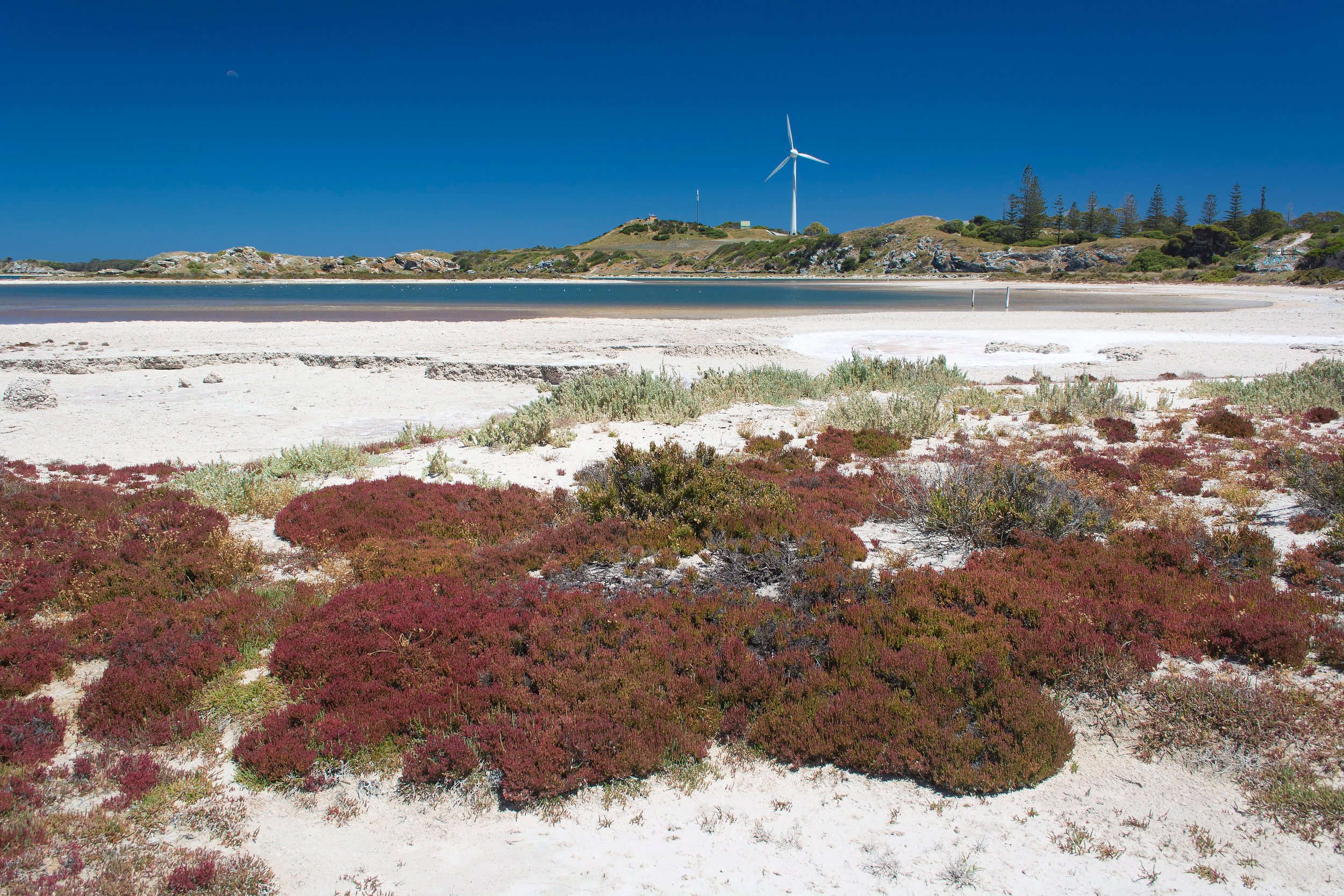 Specialised Planting Projects