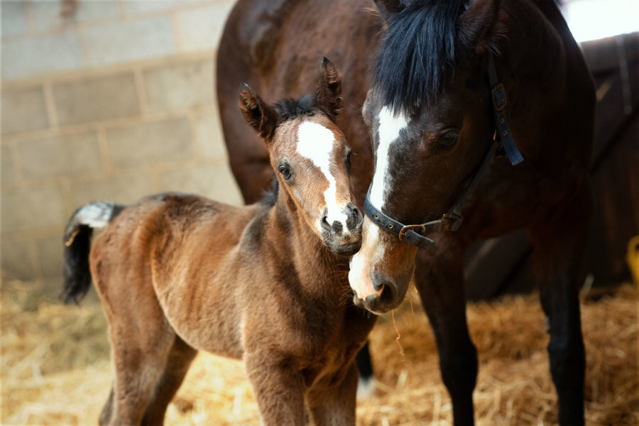 NEW-FOAL-2.jpg