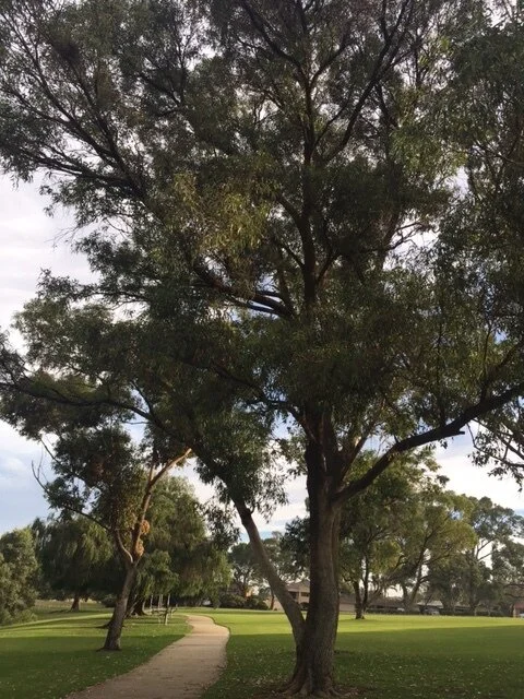 Bulletin 9: Contemplations &amp; Reflections