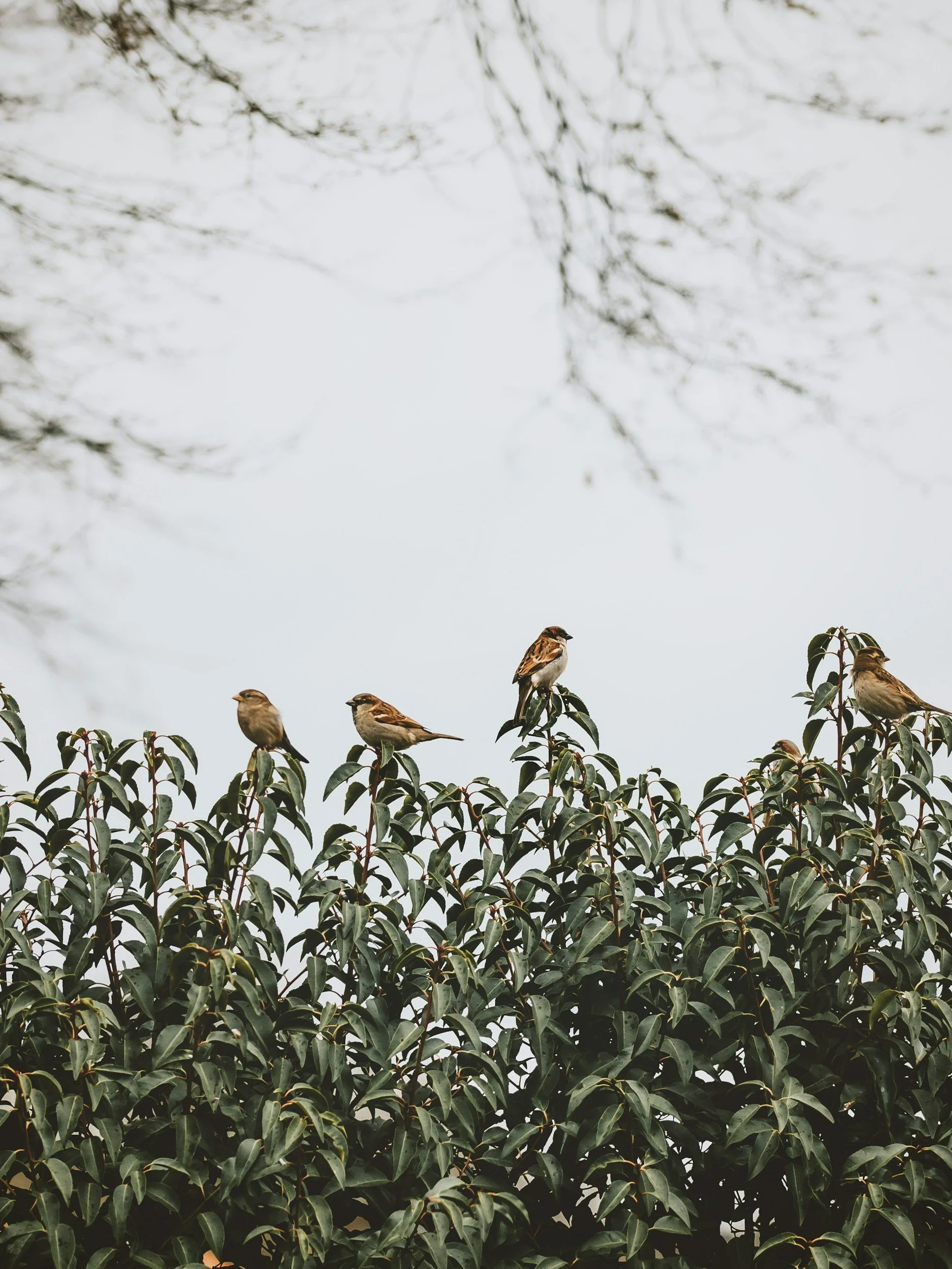 Sermon 11th Jan 26:  “If you want to catch someone’s attention, Whisper”