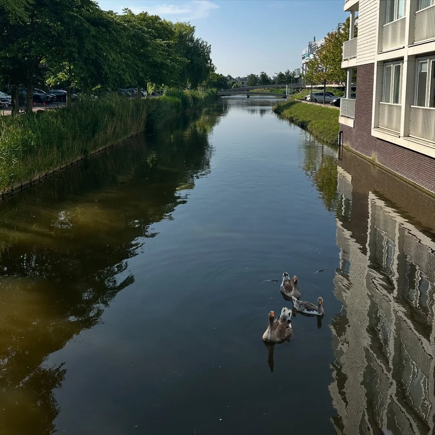 Morning walks, feeling the city 
#denhaag #artprocess #artistsoninstagram #hadilelfaramawyfineart