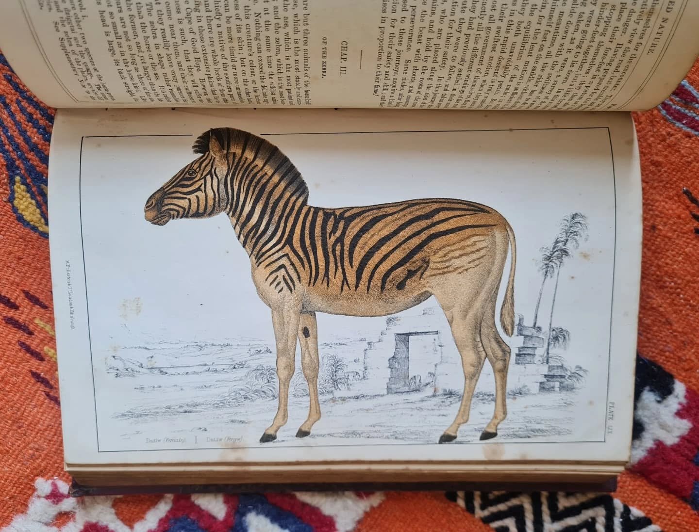 Treasure!! 
A couple of plates from the magnificent series by Oliver Goldsmith.