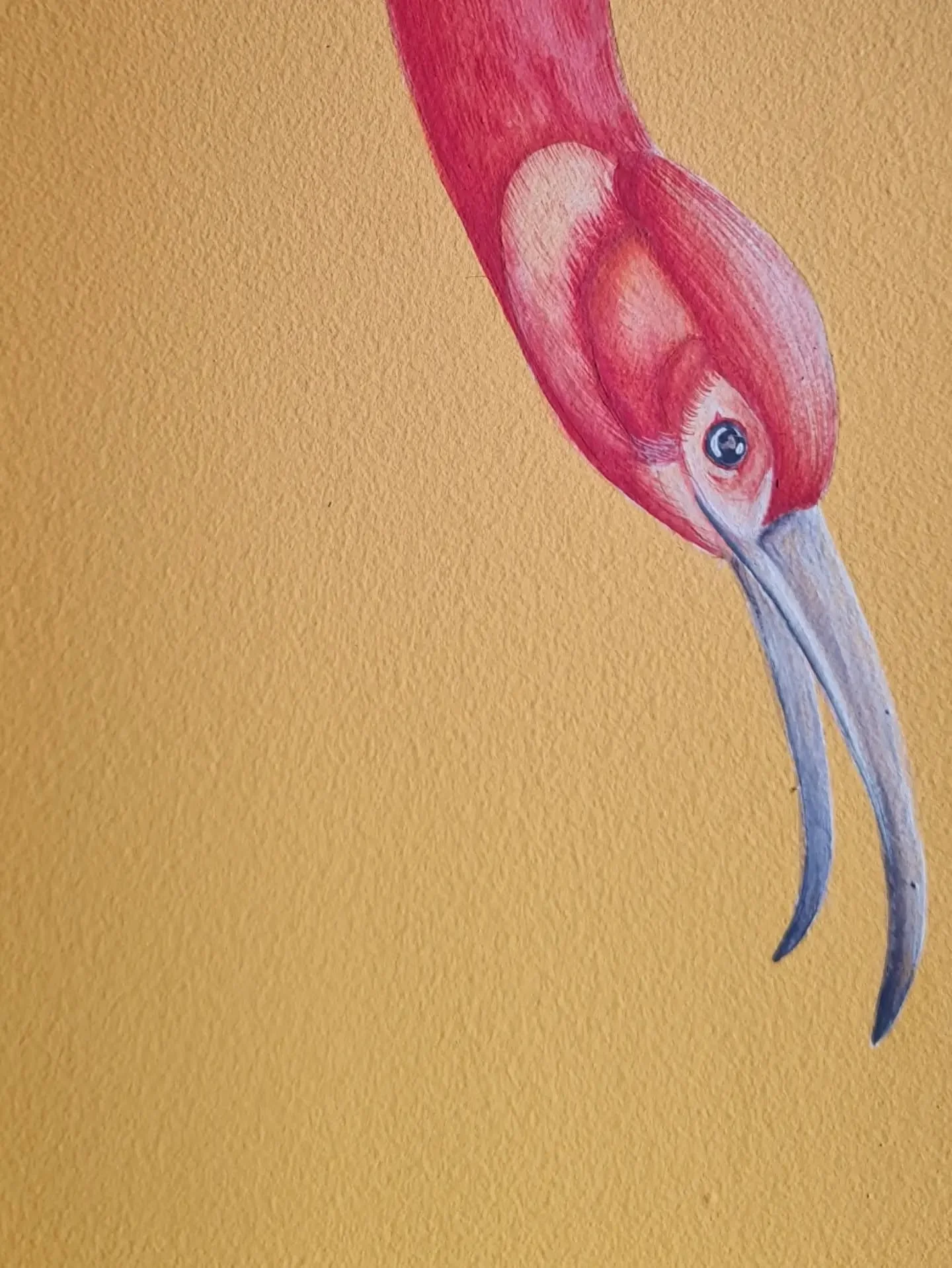The Ibis