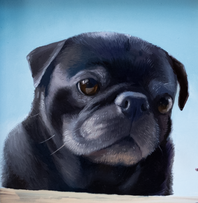 Beauty Pug  
6x6" Oil on Panel