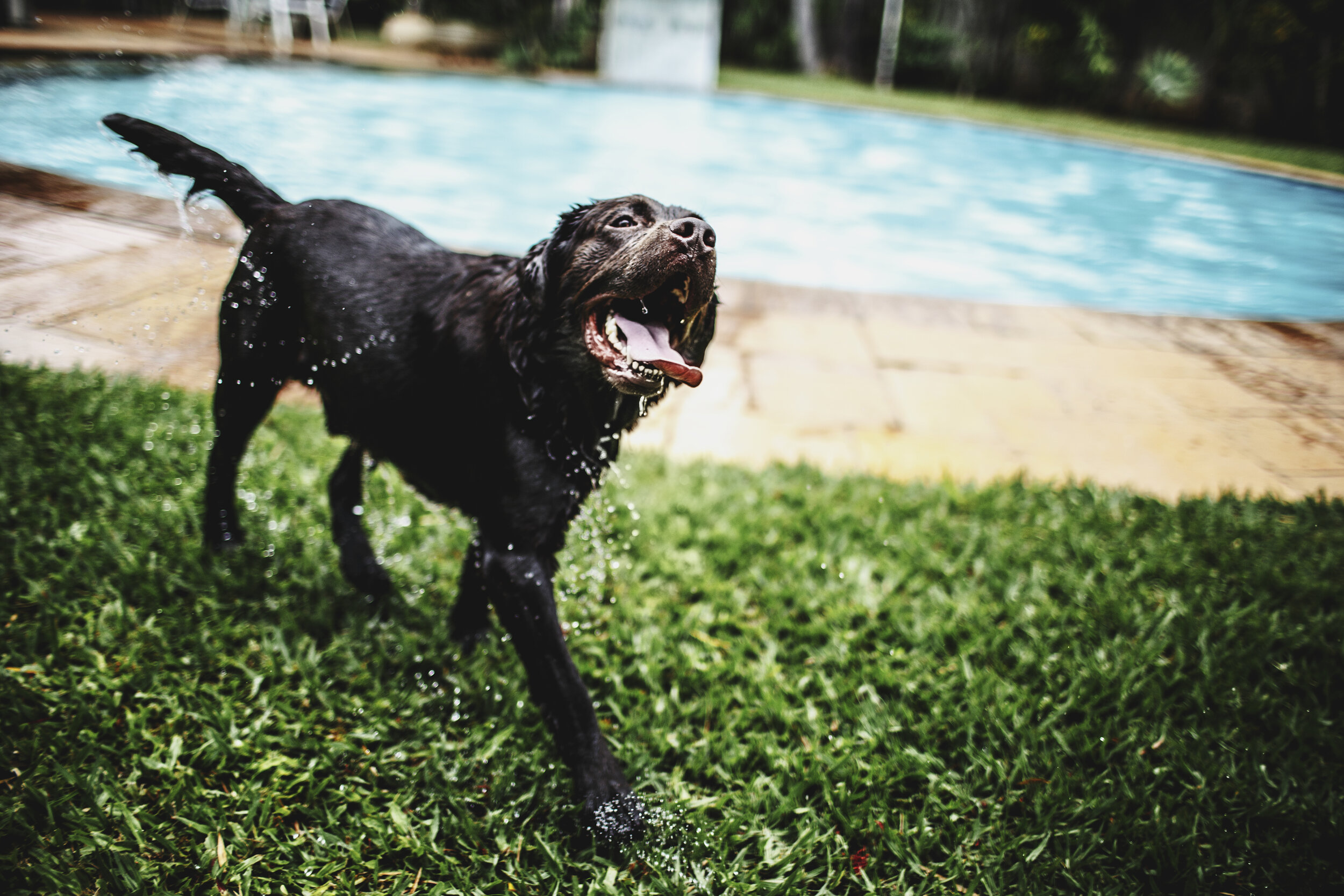 Wet black dog shaking off water near a swimming pool in a grassy yard.