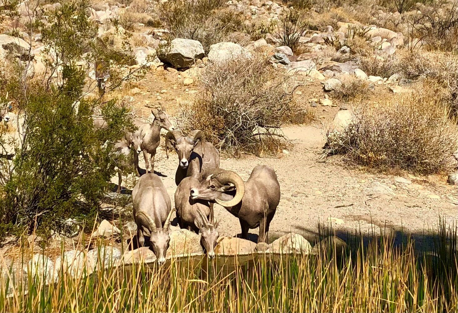 Anza Borrego Big Horn Sheep 2.jpg