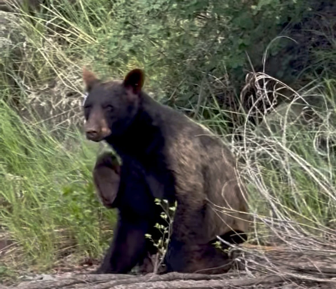 EarthlyExcursions Glenwood Springs Bear.jpg