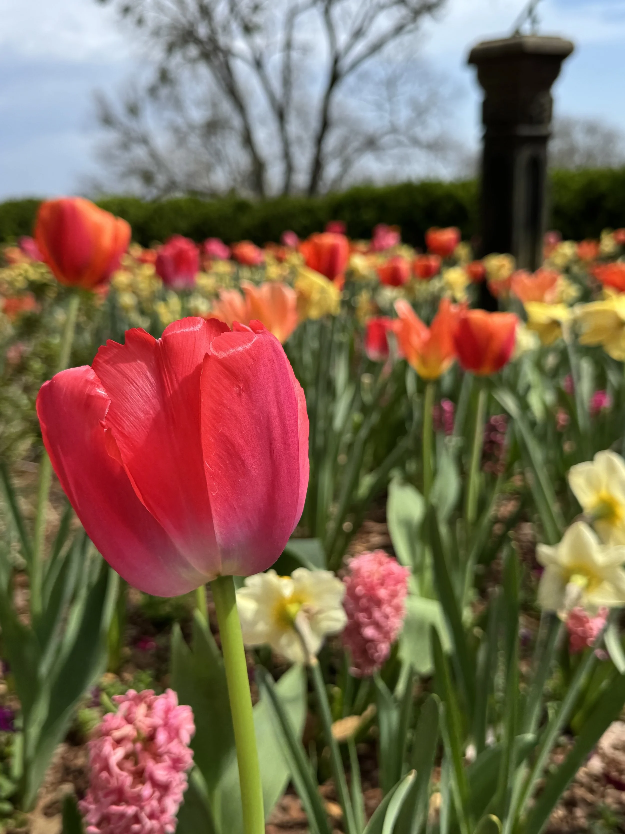 EarthlyExcursions Cheekwood Blooms (1).jpg
