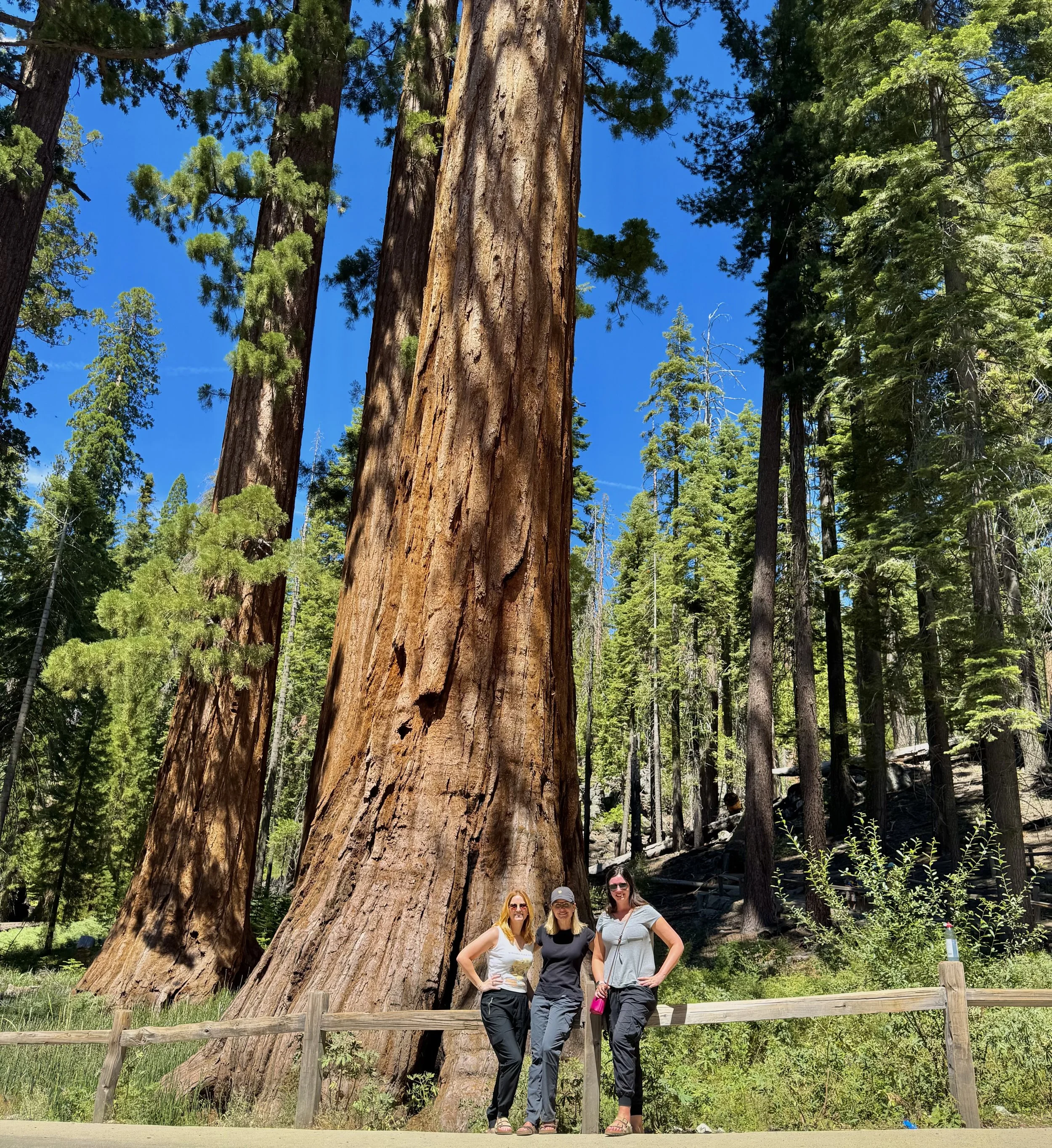EarthlyExcursions Mariposa Grove Yosemite (7).jpg