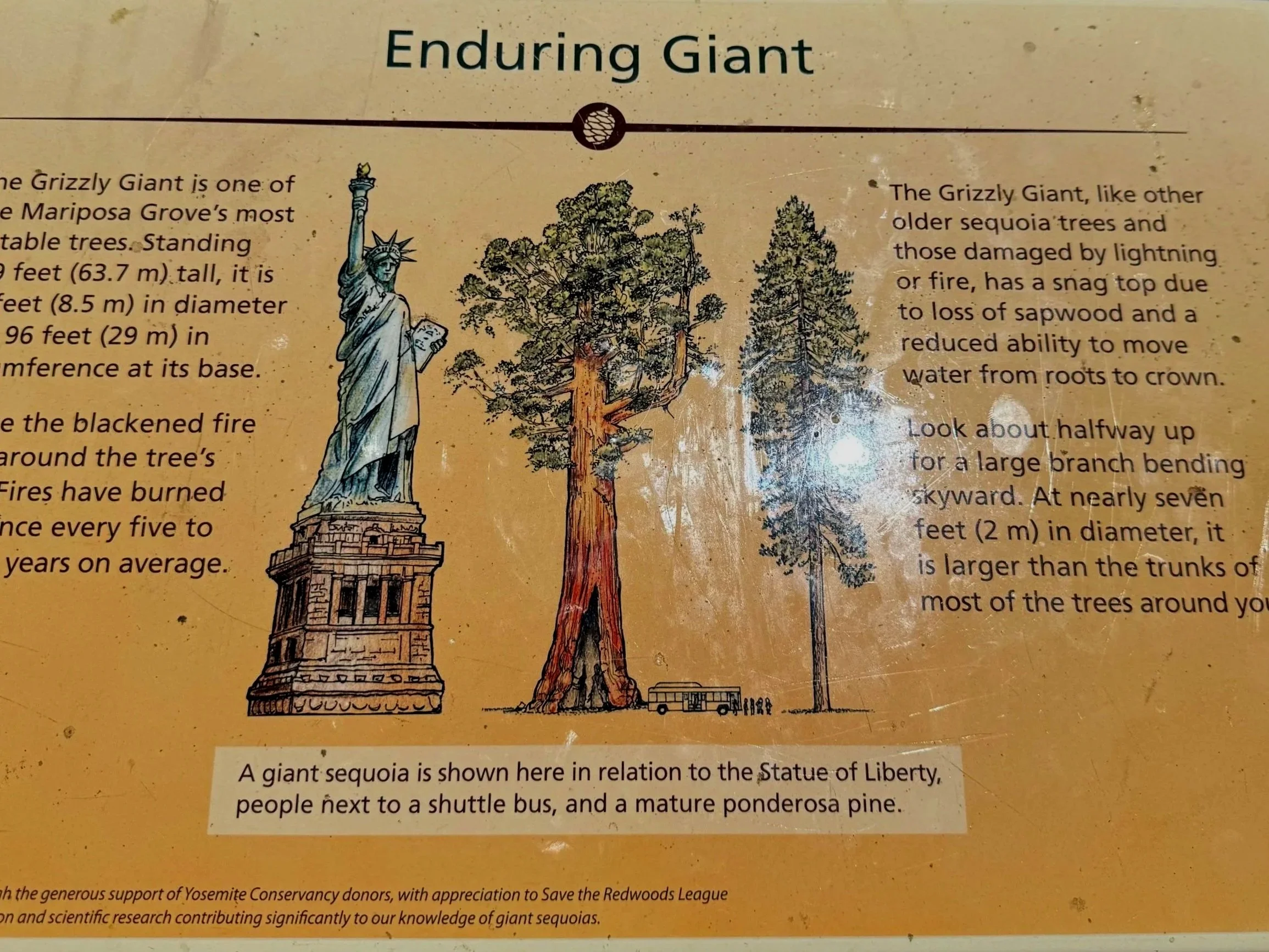 EarthlyExcursions%2BYosemite%2BMariposa%2BGrove%2B%25283%2529.jpg