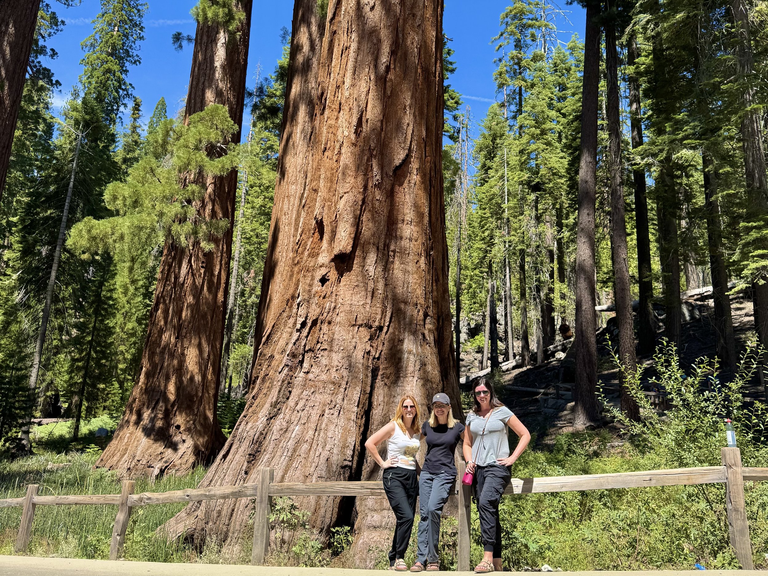EarthlyExcursions Mariposa Grove Yosemite (1).jpg