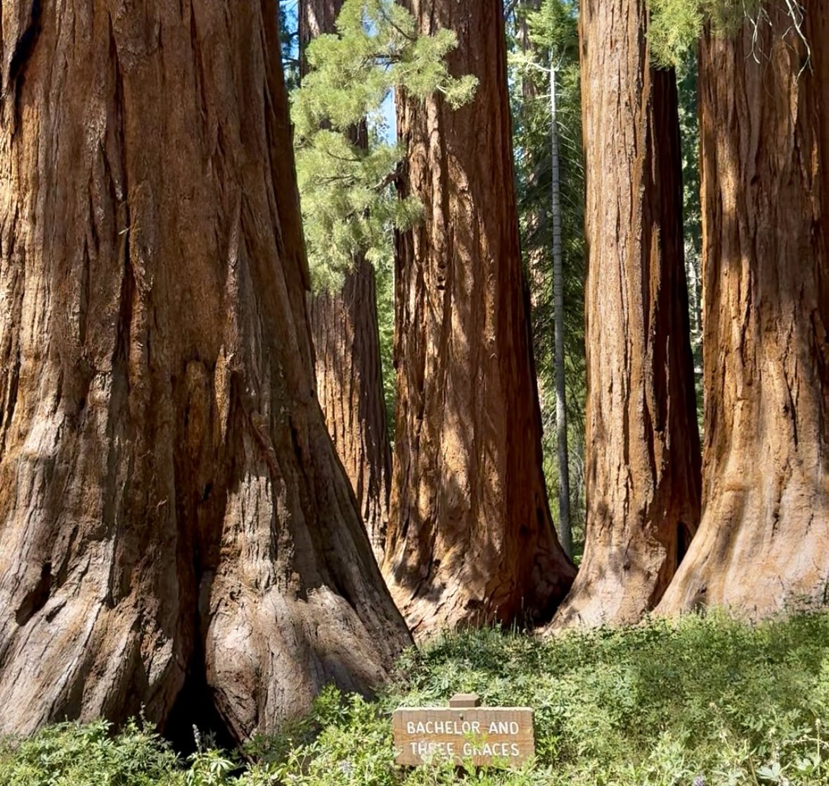 EarthlyExcursions Mariposa Grove.jpg