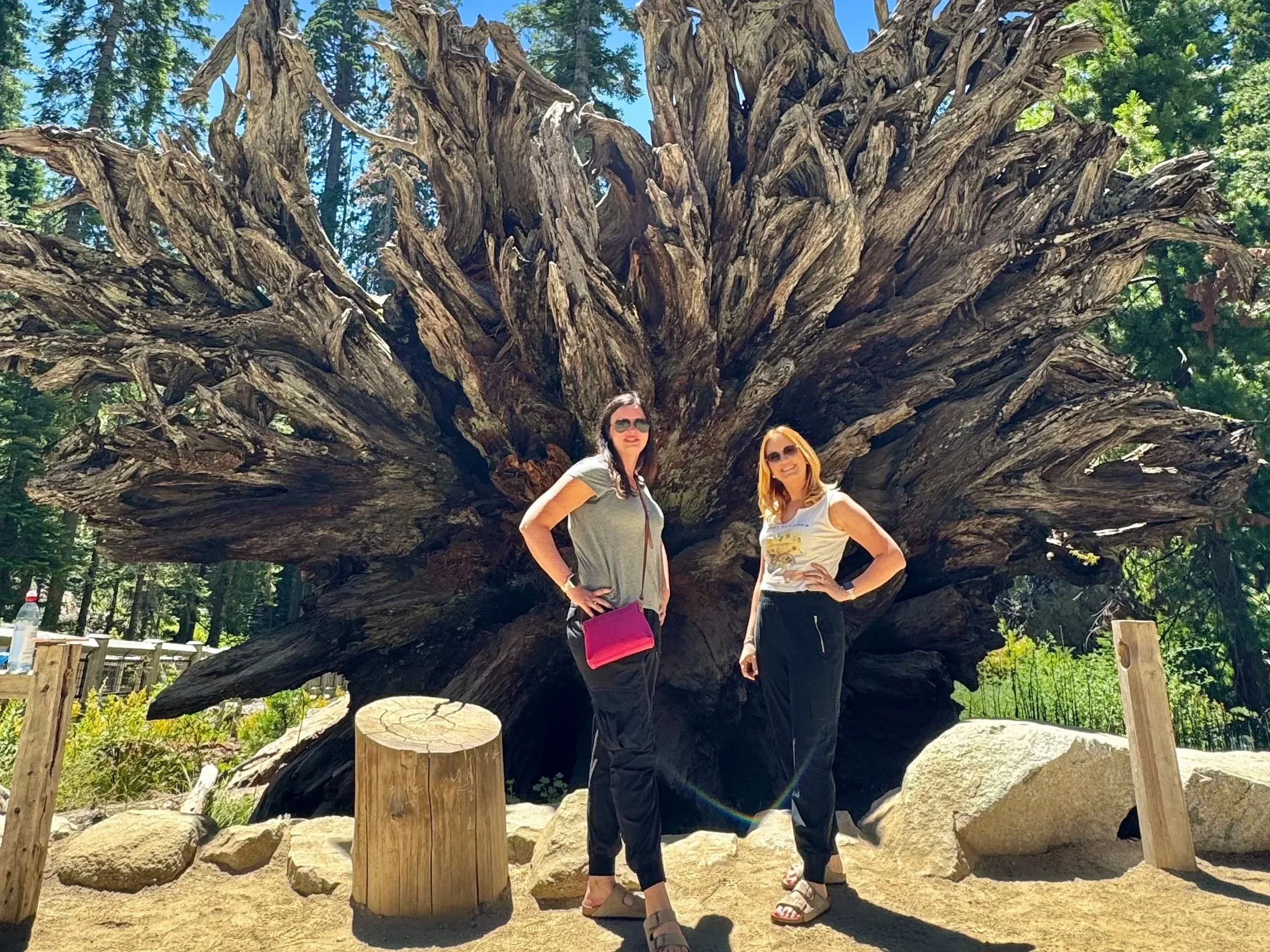 EarthlyExcursions+Mariposa+Grove+Yosemite+%284%29.jpg