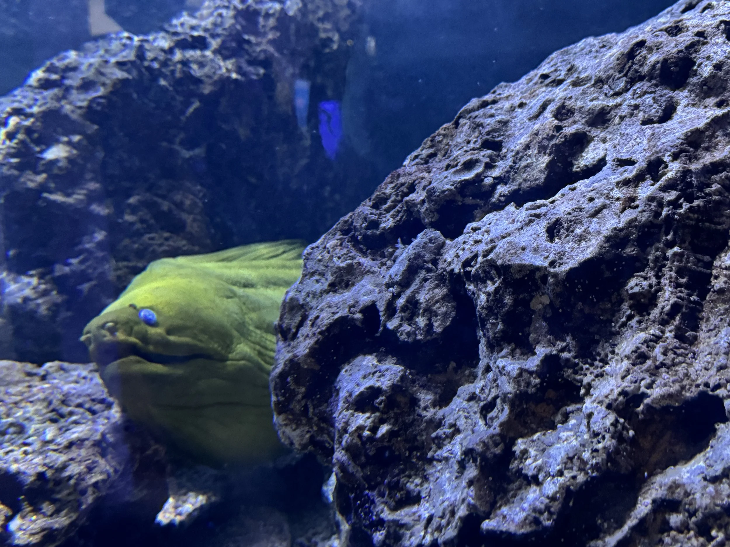 EarthlyExcursions Key West Aquarium (3).jpg