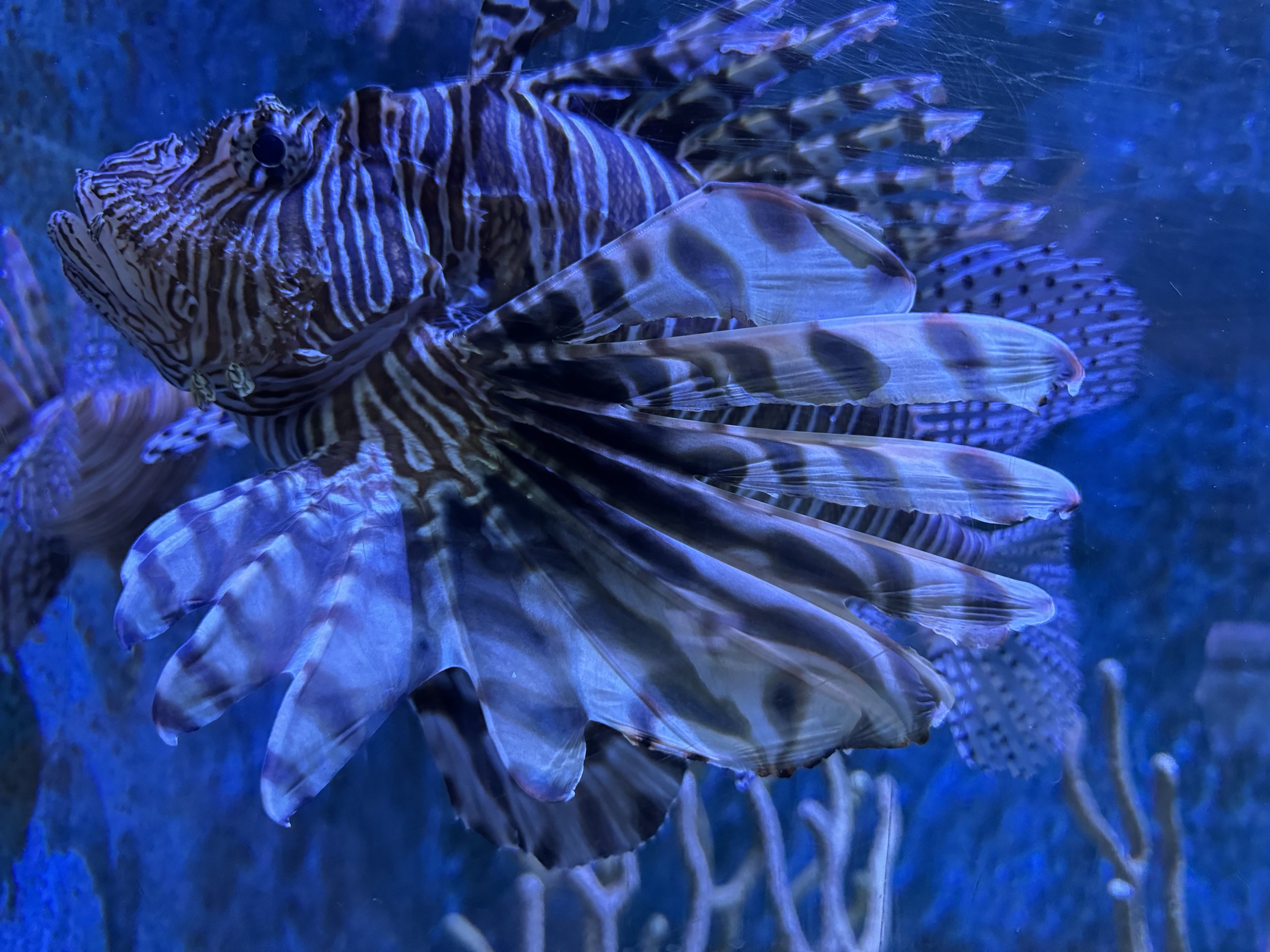 EarthlyExcursions Key West Aquarium (4).jpg