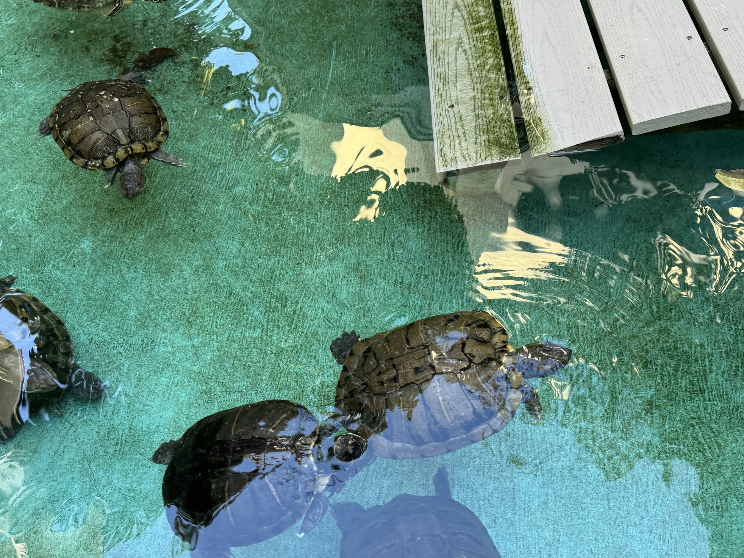 Hyatt Centric EarthlyExcursions Key West (7).jpg