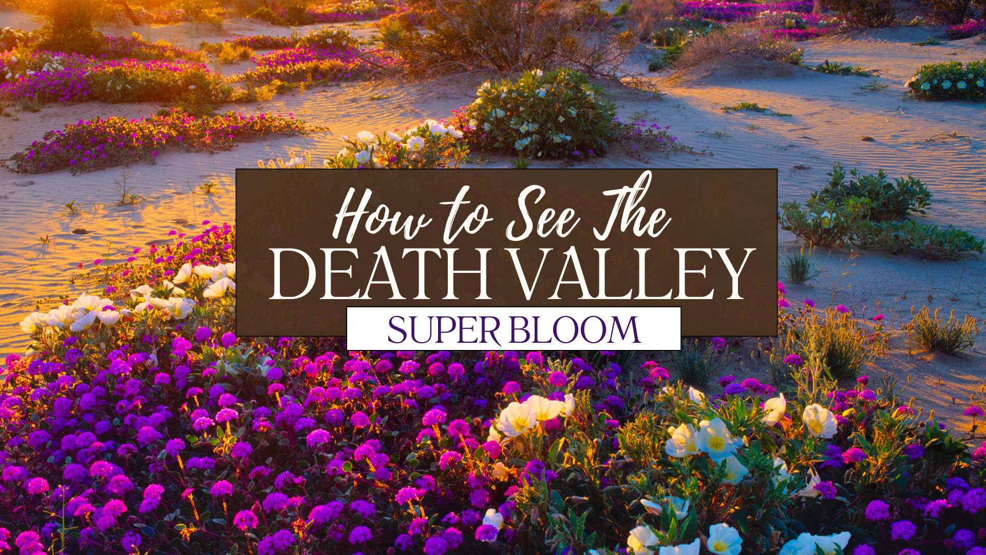 Death Valley Super Bloom 2026