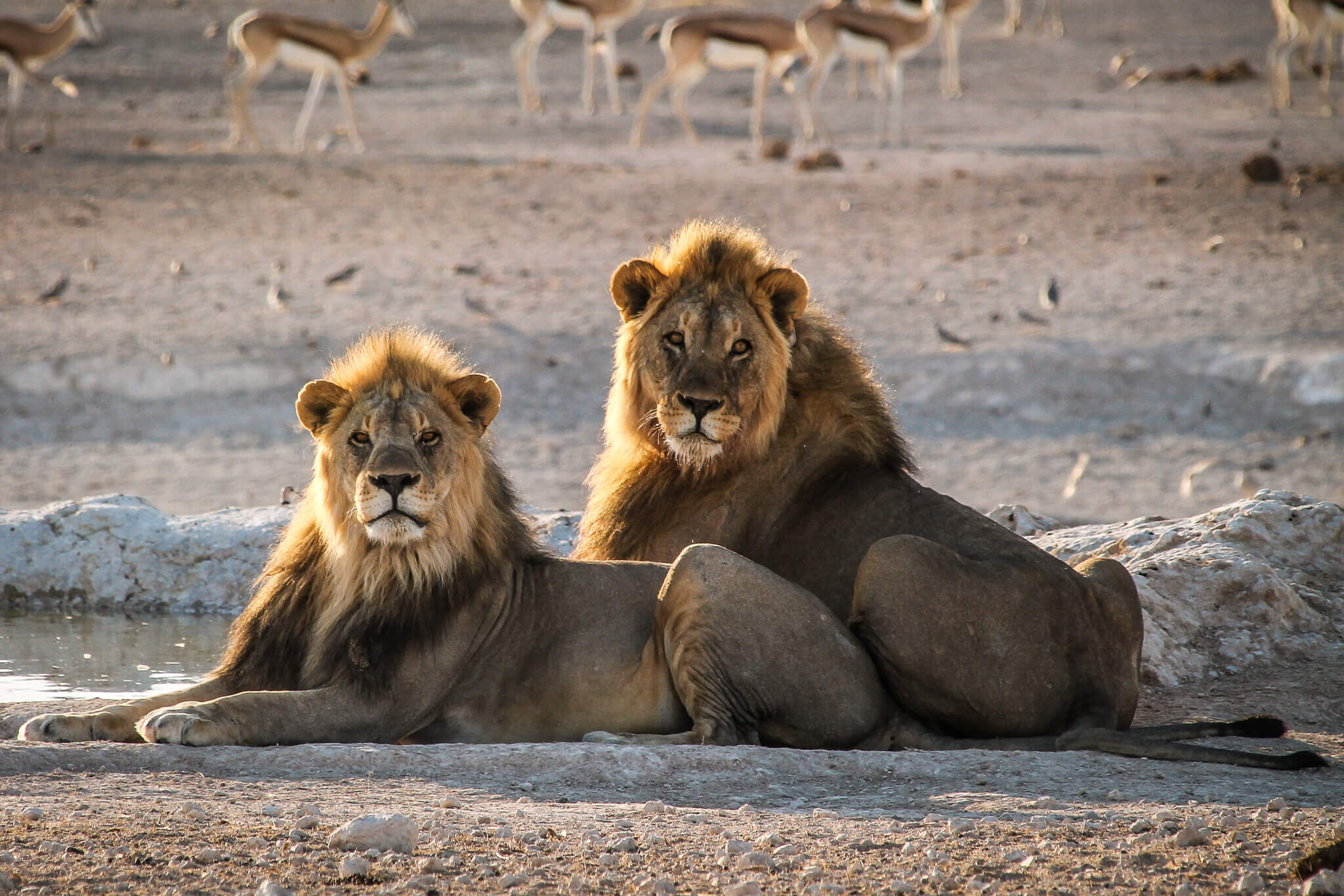 Photo Diary: 3-day self-drive safari Etosha National Park