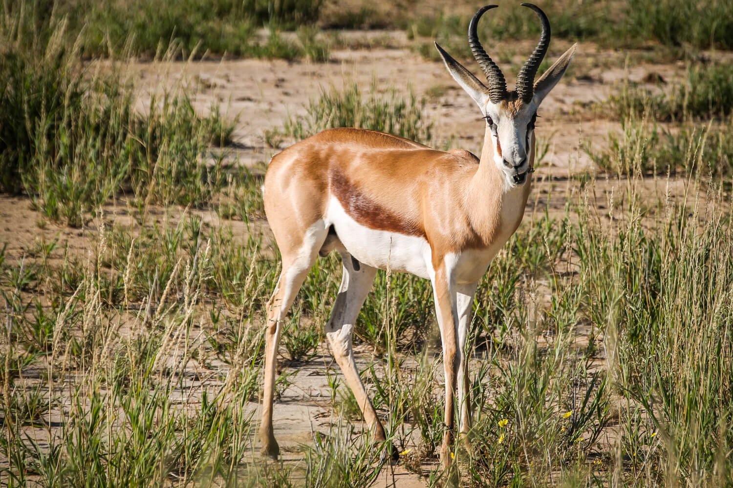 Etosha National Park vs Kgalagadi Transfrontier Park