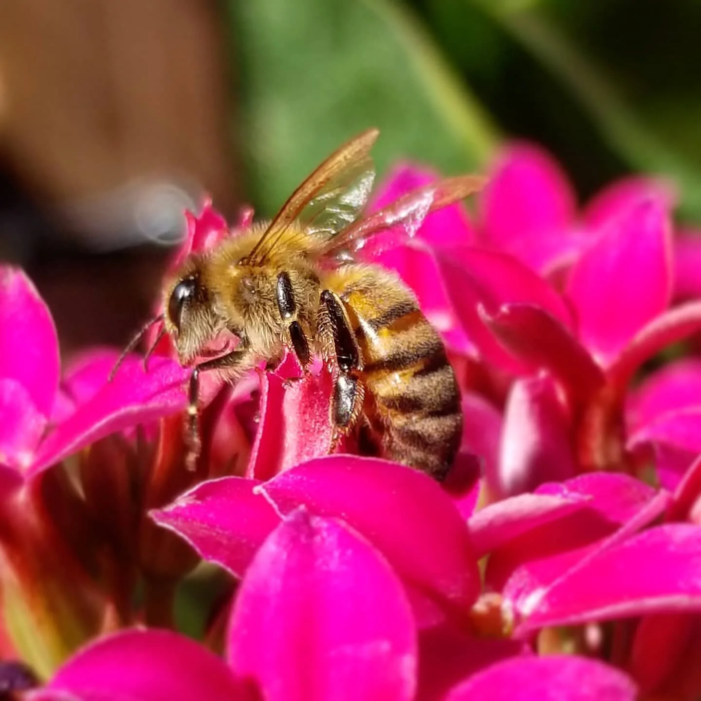 🐝🐝🐝 𝚆𝙾𝚁𝙻𝙳 𝙱𝙴𝙴 𝙳𝙰𝚈 🐝🐝🐝
Have you ever looked at the crazy amounts of days set aside to celebrate random things?  Some of them global, and widely recognized, think Women's Day, and Earth Day.
Most of them really go unnoticed by many.