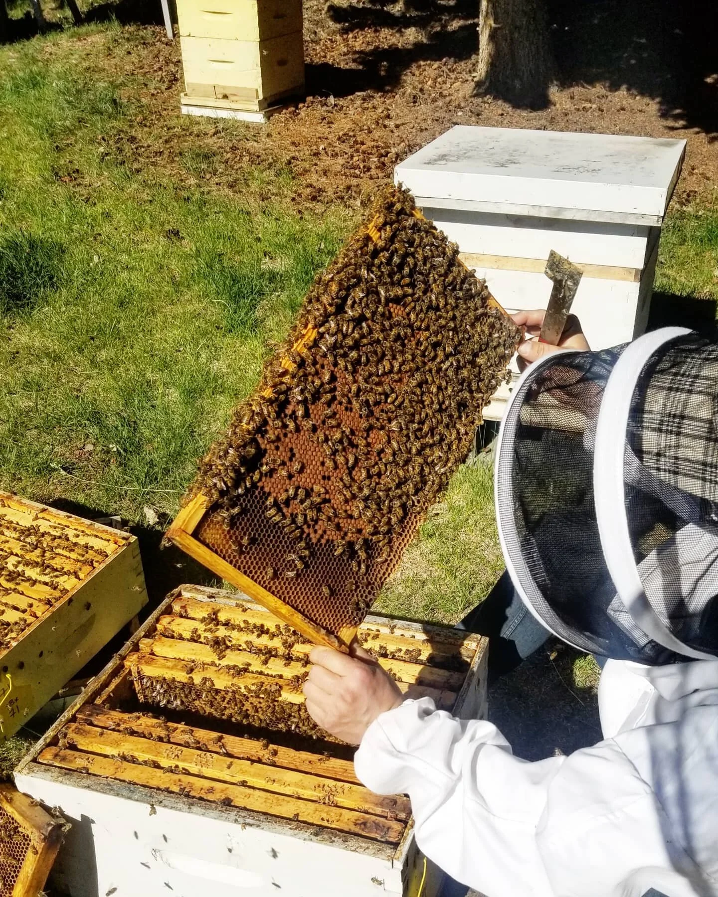 𝚃𝚑𝚎 𝚜𝚎𝚊𝚜𝚘𝚗 𝚜𝚝𝚊𝚛𝚝𝚎𝚍 𝚠𝚒𝚝𝚑 𝚊 𝚋𝚊𝚗𝚐!
Queen Colony had just one very strong hive coming into this year. We picked up our second hive a couple weeks ago to bring us back to two and before we knew it the strong hive needed to be spl