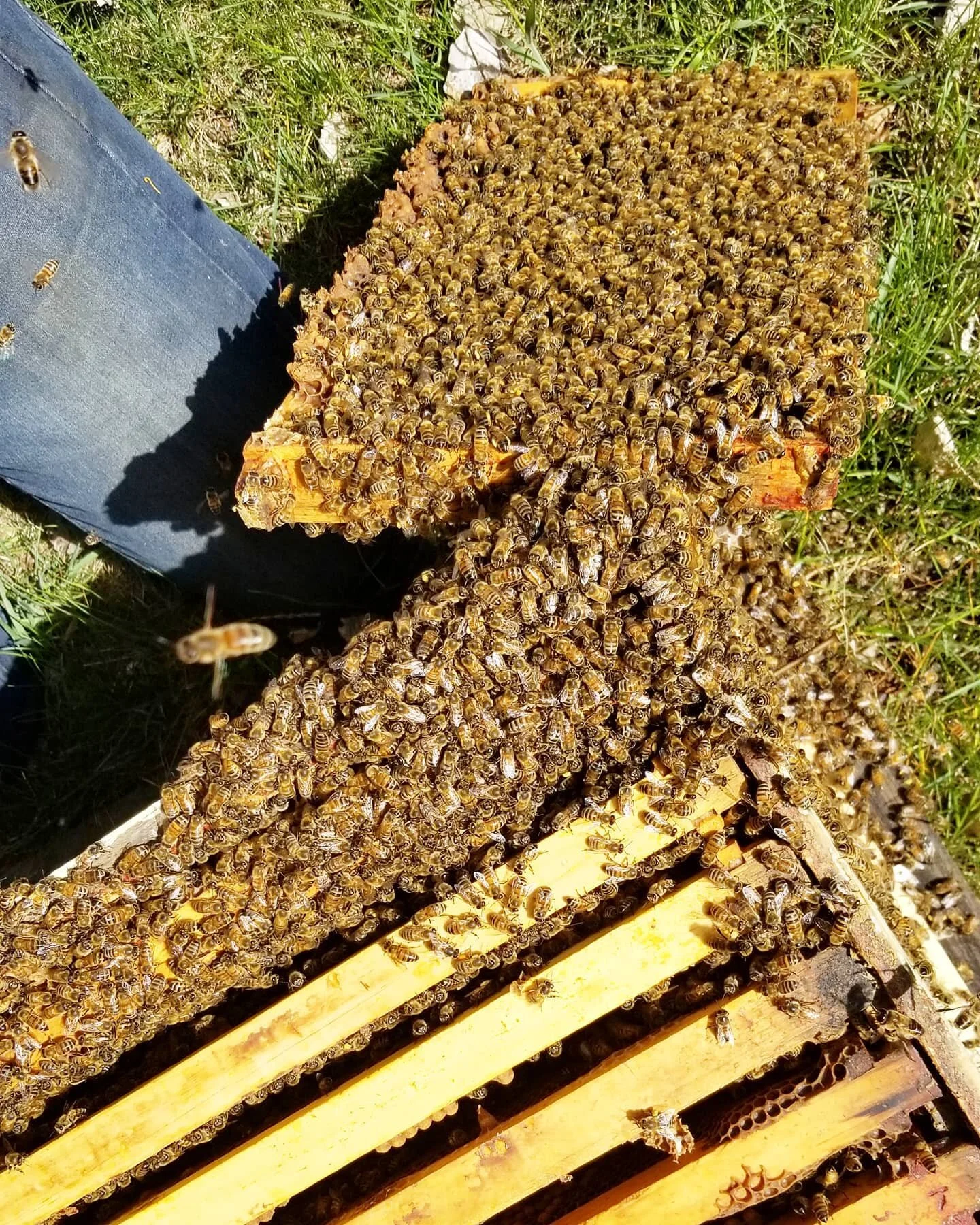 𝚃𝚑𝚎 𝚜𝚎𝚊𝚜𝚘𝚗 𝚜𝚝𝚊𝚛𝚝𝚎𝚍 𝚠𝚒𝚝𝚑 𝚊 𝚋𝚊𝚗𝚐!
Queen Colony had just one very strong hive coming into this year. We picked up our second hive a couple weeks ago to bring us back to two and before we knew it the strong hive needed to be spl