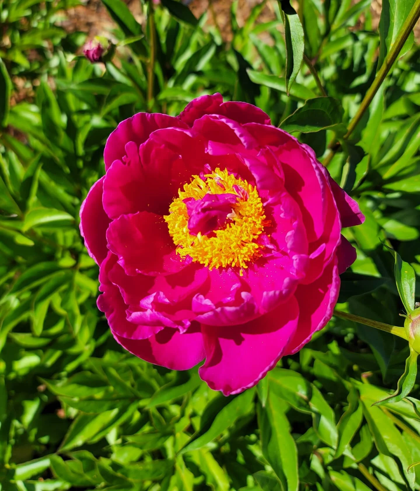 🌼𝚂𝚞𝚖𝚖𝚎𝚛 𝚃𝚒𝚖𝚎 𝙱𝚕𝚘𝚘𝚖𝚜 🌼
I just love this time of year! There is color pops everywhere you look and if you look closely you'll see our industrious pollinators getting to work!
It's the best to watch our little ladies coming in hot, c