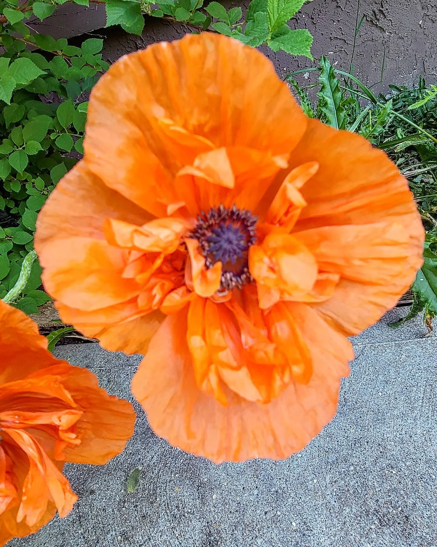 🌼𝚂𝚞𝚖𝚖𝚎𝚛 𝚃𝚒𝚖𝚎 𝙱𝚕𝚘𝚘𝚖𝚜 🌼
I just love this time of year! There is color pops everywhere you look and if you look closely you'll see our industrious pollinators getting to work!
It's the best to watch our little ladies coming in hot, c