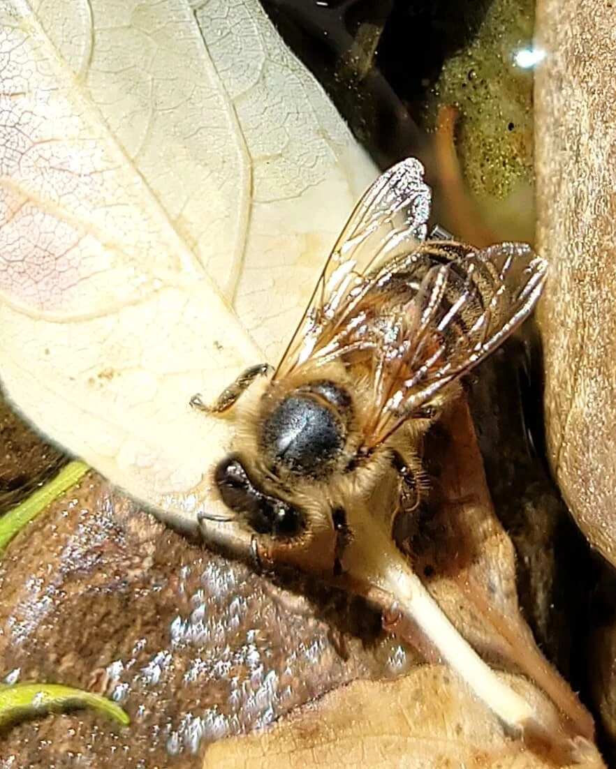 𝙱𝚎𝚎𝚜 𝙽𝚎𝚎𝚍 𝚆𝚊𝚝𝚎𝚛! 
On these hot days it is essential that the bees are getting enough water! I love watching them in the bee pond in our yard!
Have you ever seen a bee drink? They have a very long tubular tongue that acts like a straw!