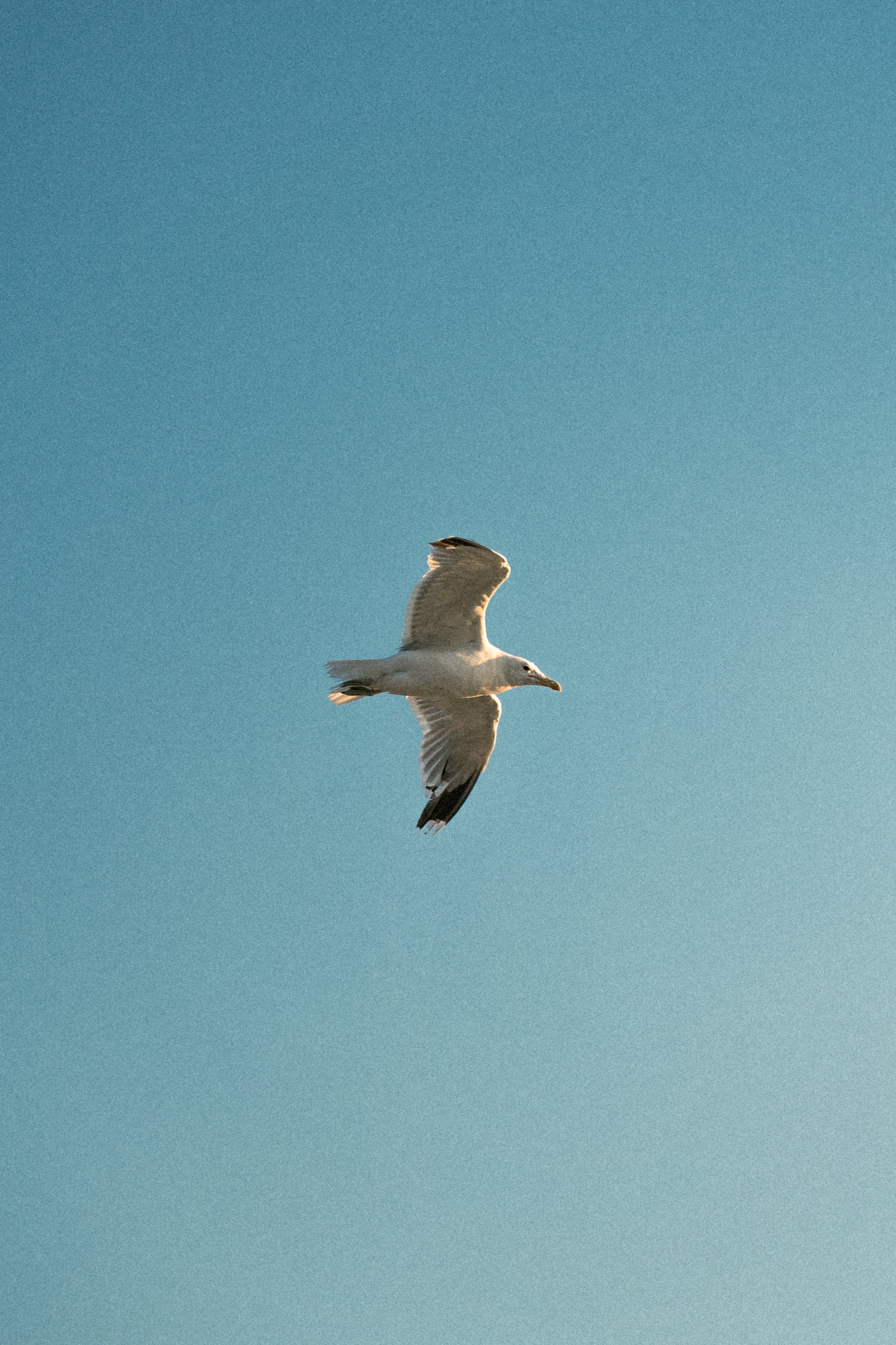 A seagull flying in a clear blue sky.