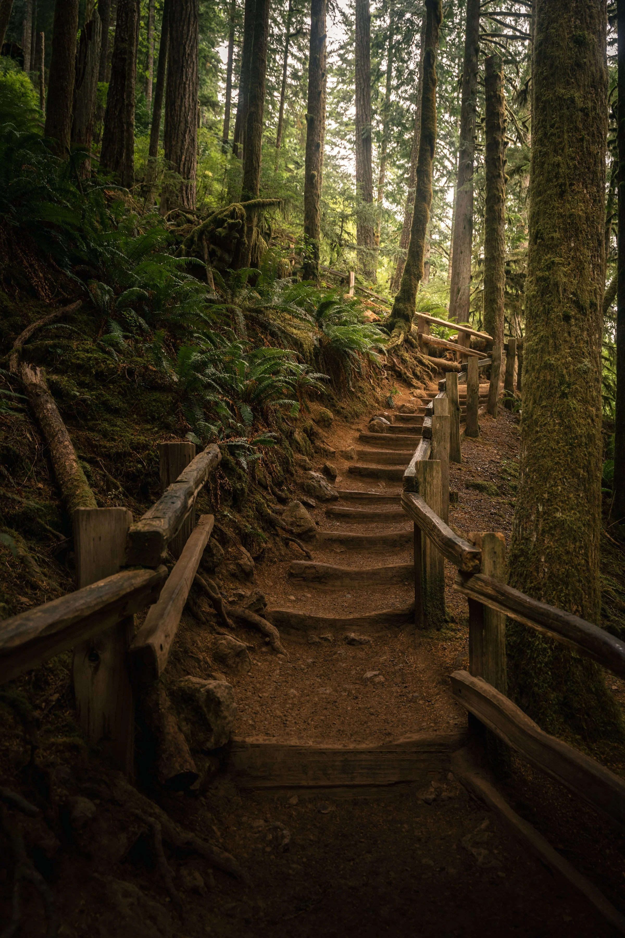 A dirt trail with wooden railings leads through a dense, green forest of tall trees.