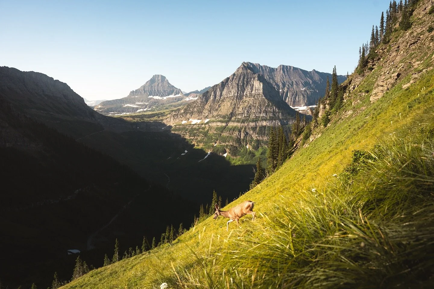 Truly jealous of this deer&rsquo;s front yard