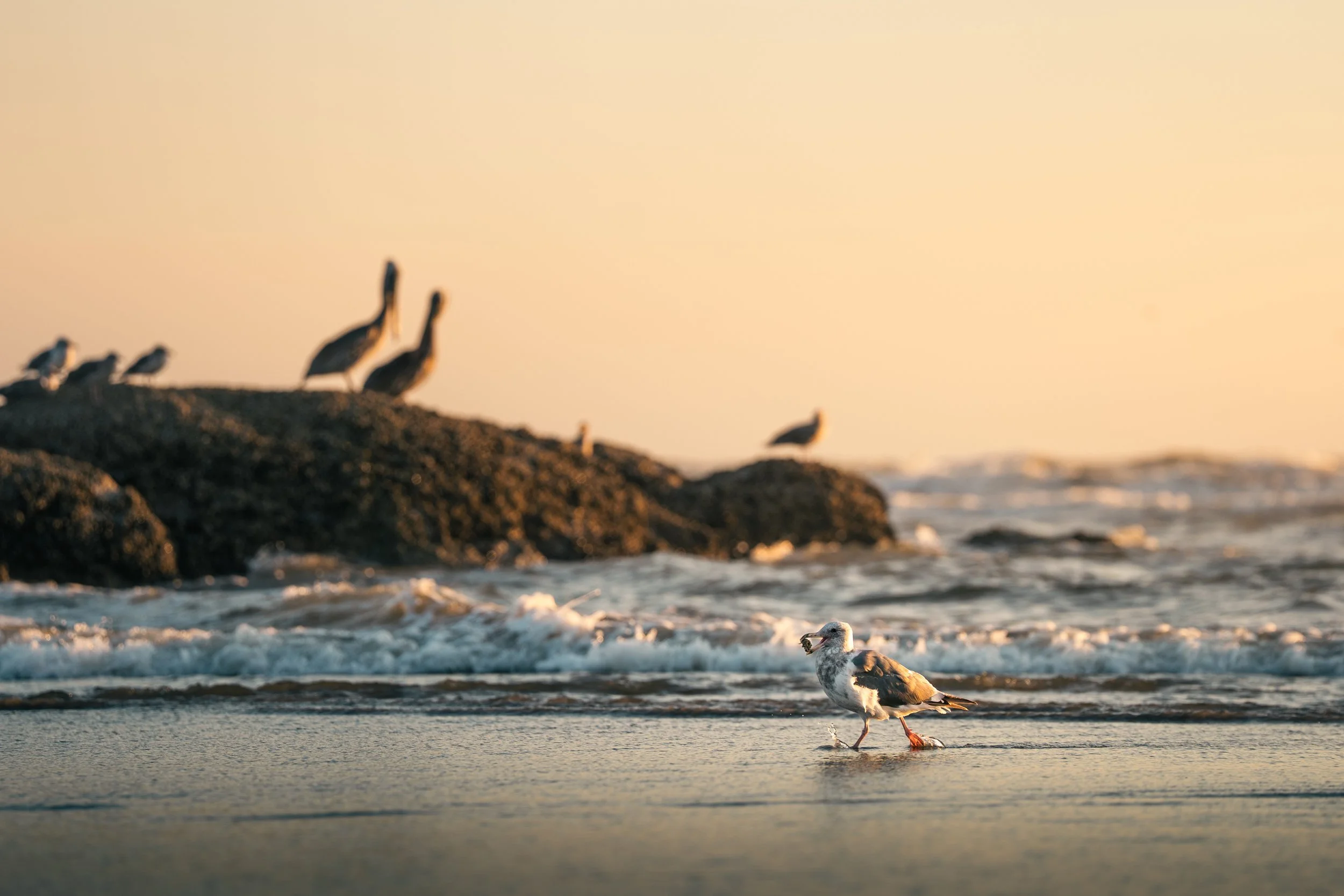 A seagull walking on the shore with waves washing over its feet, with a rocky island and additional seagulls in the background, during sunset.