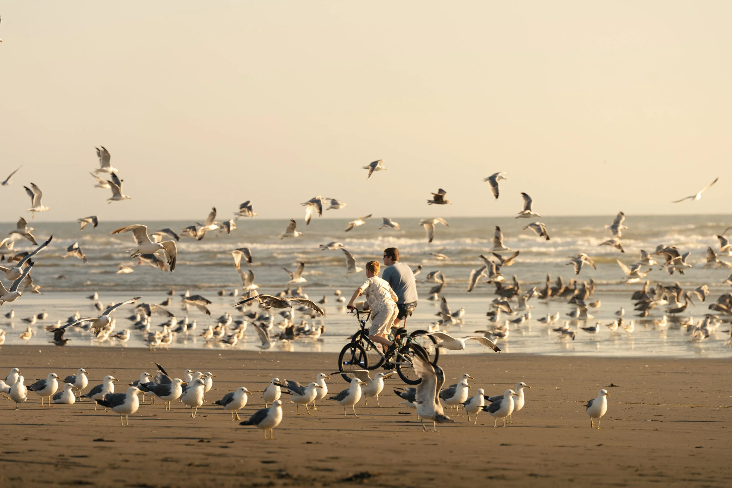 Two people riding bicycles on the beach as seagulls fly overhead and gather on the sand during sunset.