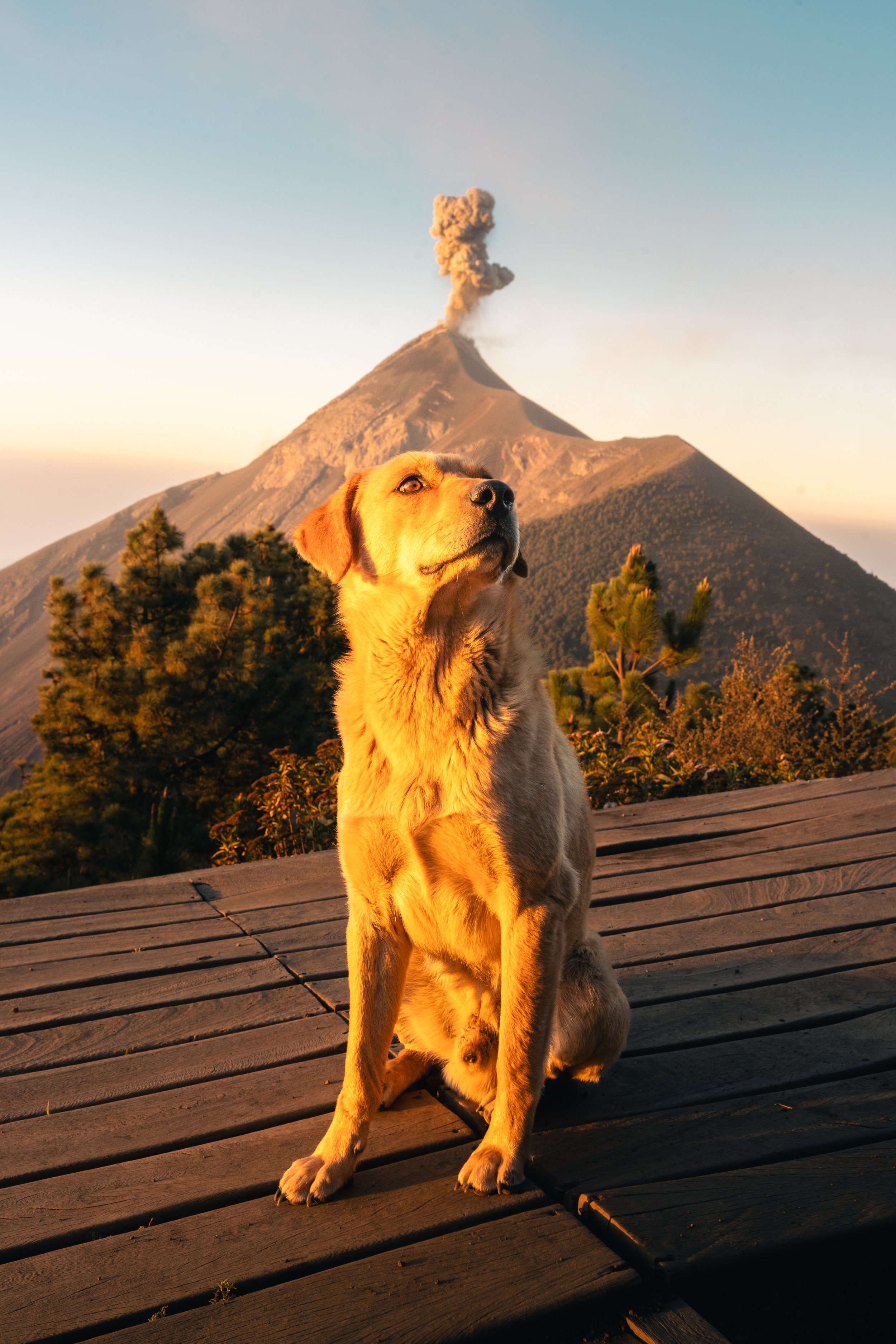 A golden retriever puppy sitting on a wooden platform with a volcanic mountain in the background, emitting smoke and ash, during sunset.