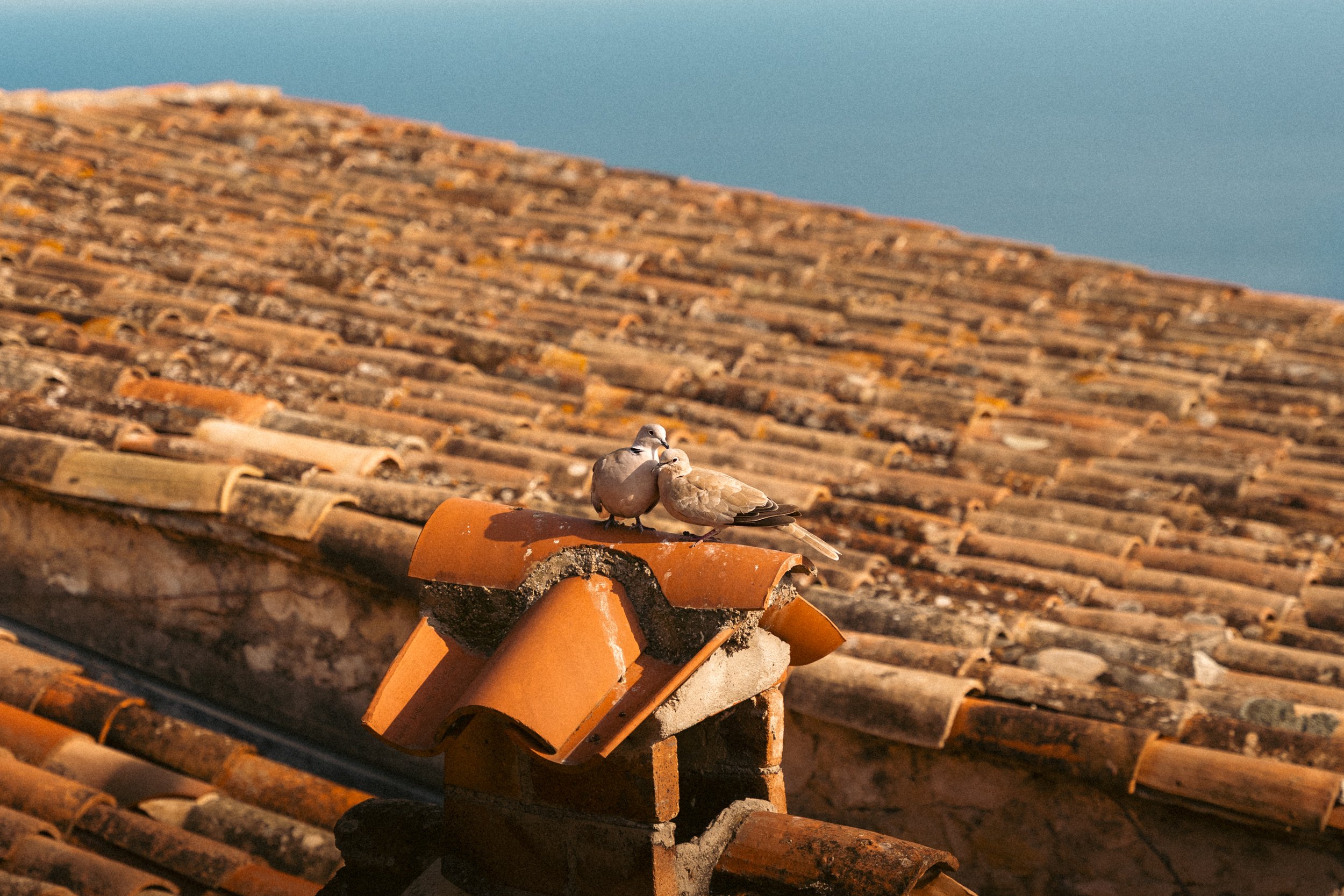 Two pigeons standing close to each other on a rooftop with weathered terracotta tiles and a blue sky in the background.