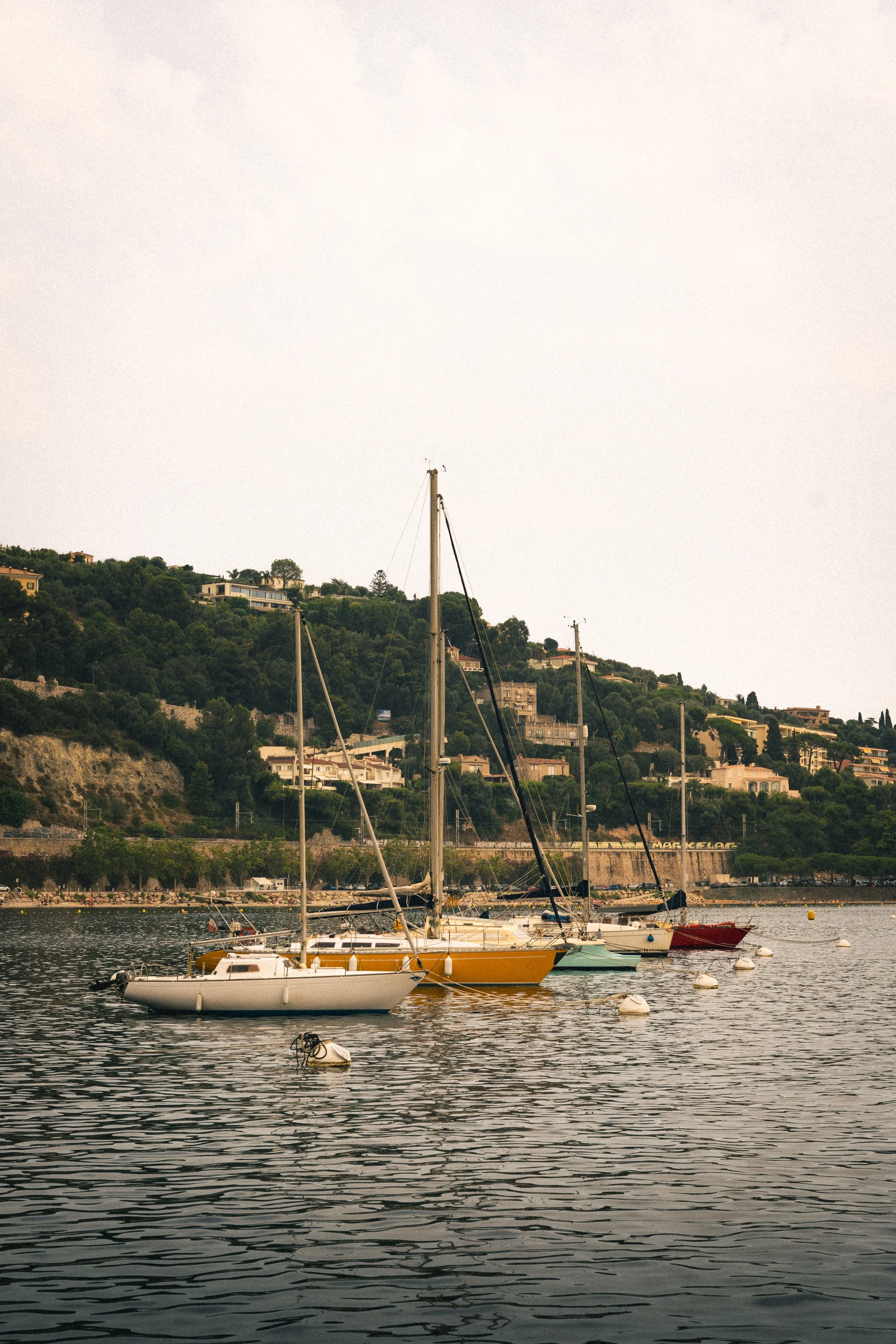 Several sailboats docked on a calm body of water with a hillside of houses and greenery in the background.