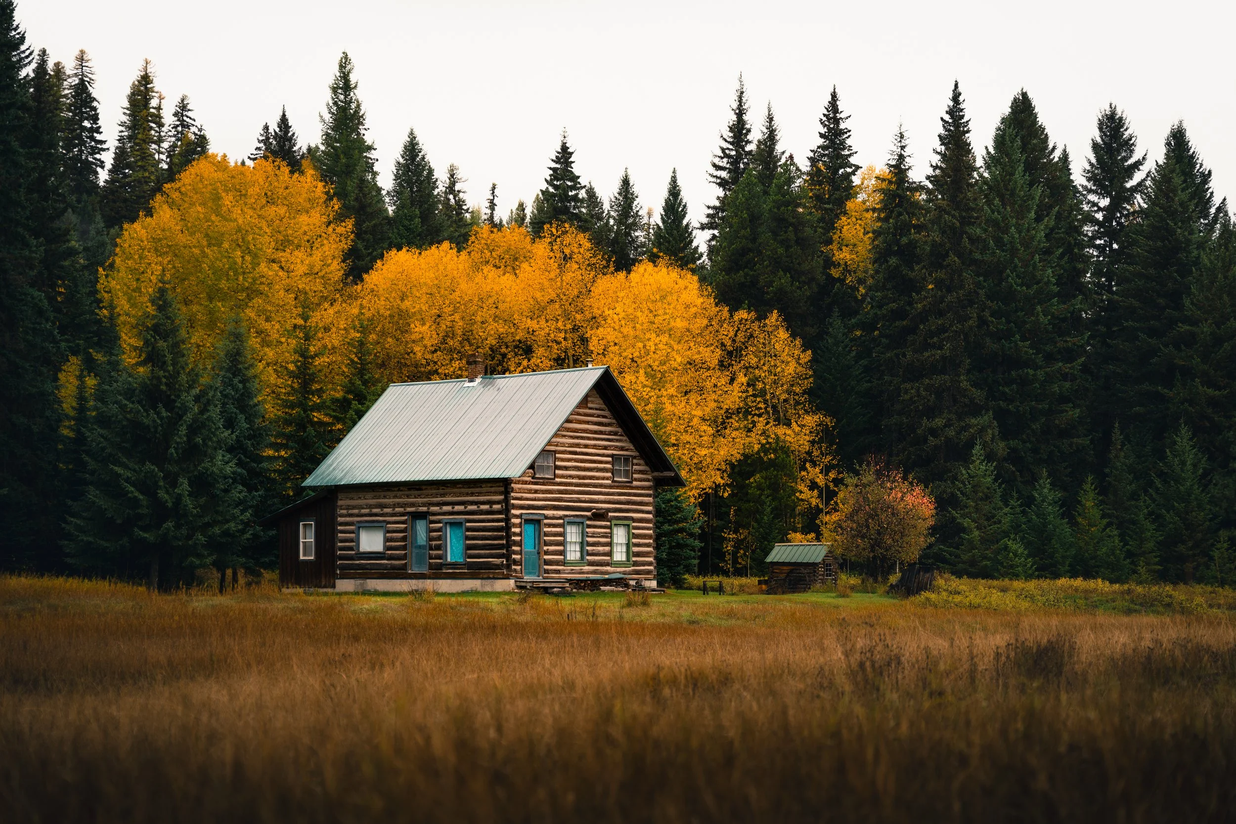 A rustic log cabin with a metal roof sits in a grassy field surrounded by autumn trees with vibrant yellow and orange leaves, and tall evergreen trees in the background.
