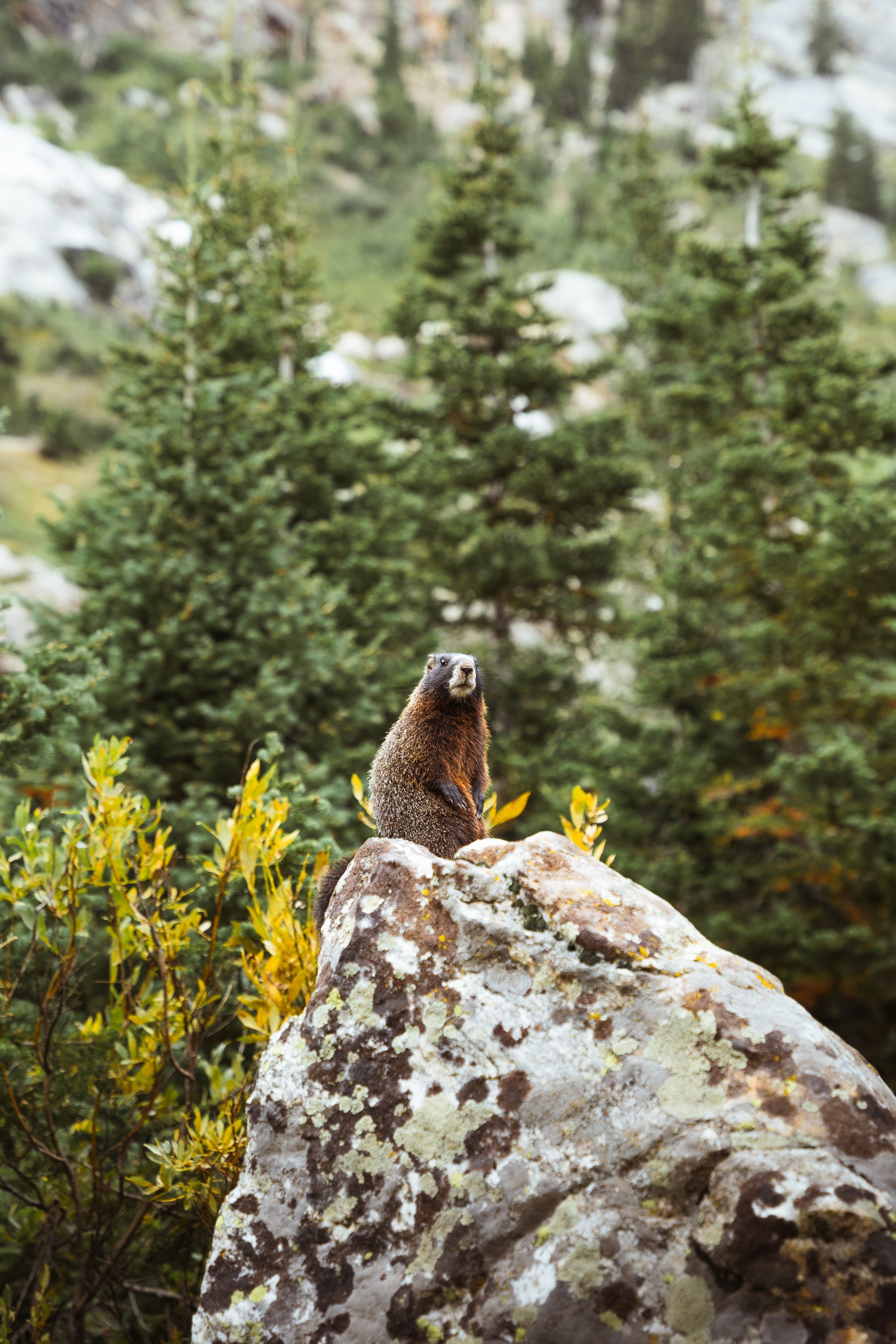 A marmot standing on a rock in a forested area with evergreen trees in the background.